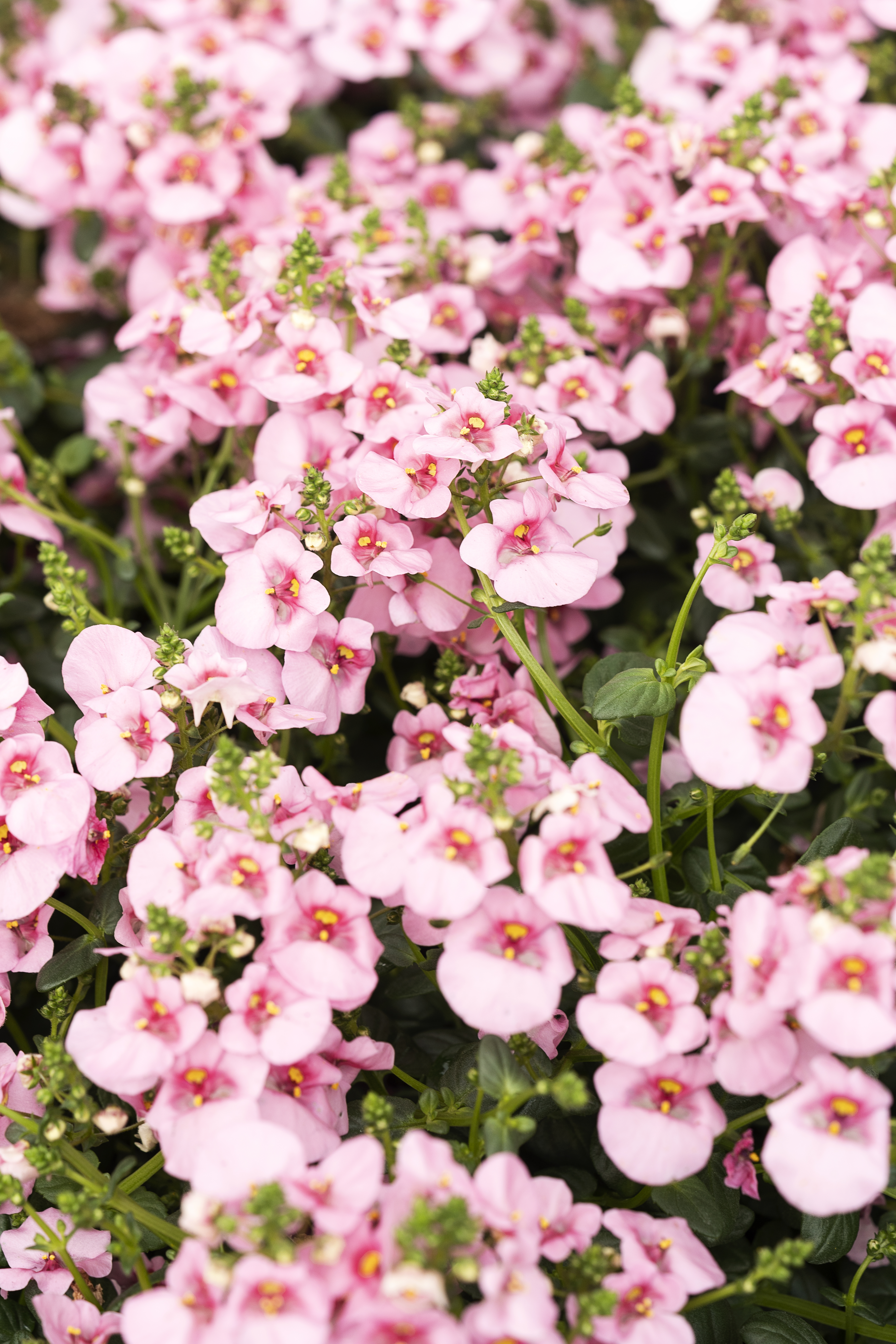 Diascia Barberae 'Sperone Elfo' Rosa - Pianta Fiorita In Vaso 11 Cm