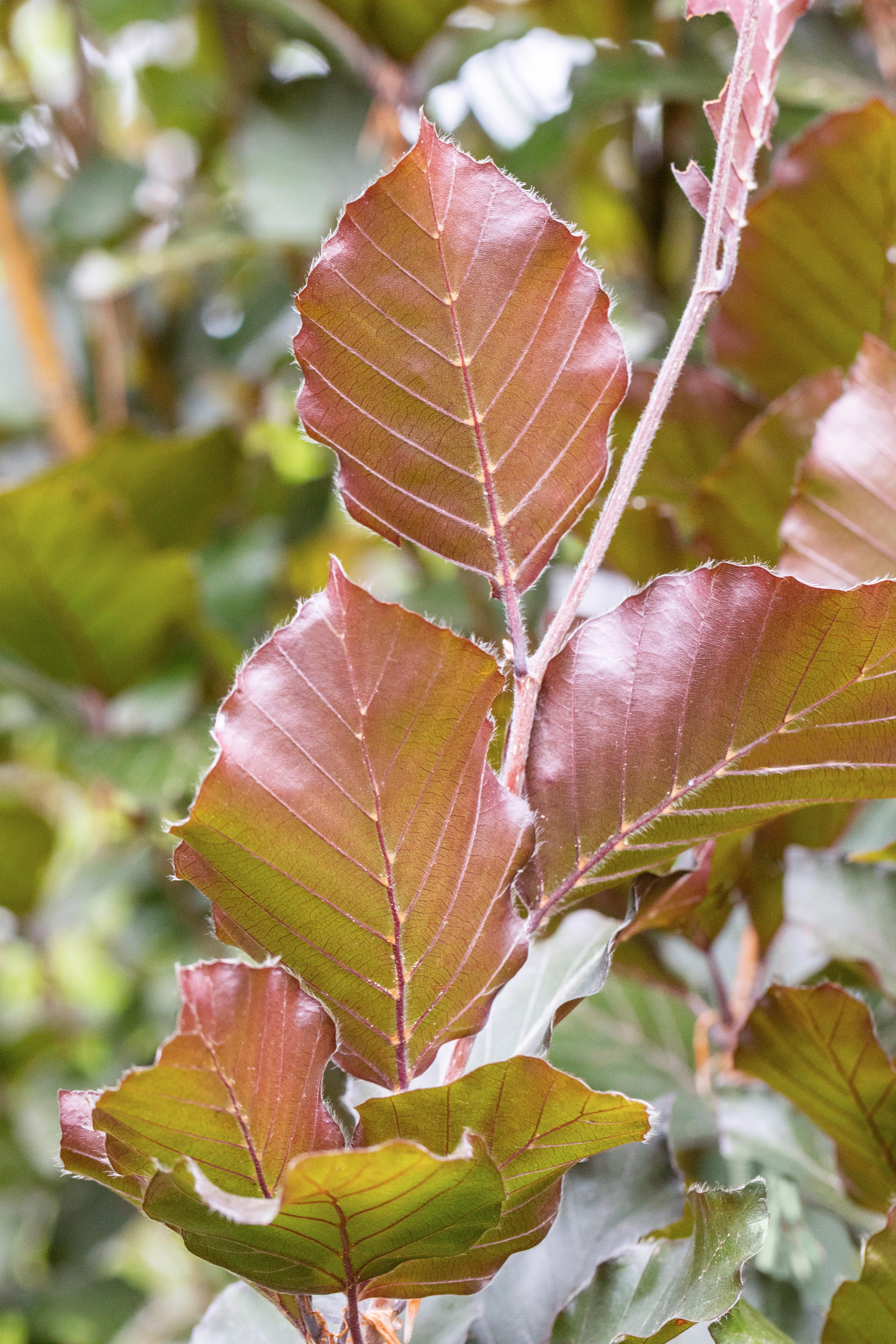 hedera gruen Hedera Helix Grn Gemeiner Efeu Zimmerpflanze im Hngetopf 17cm