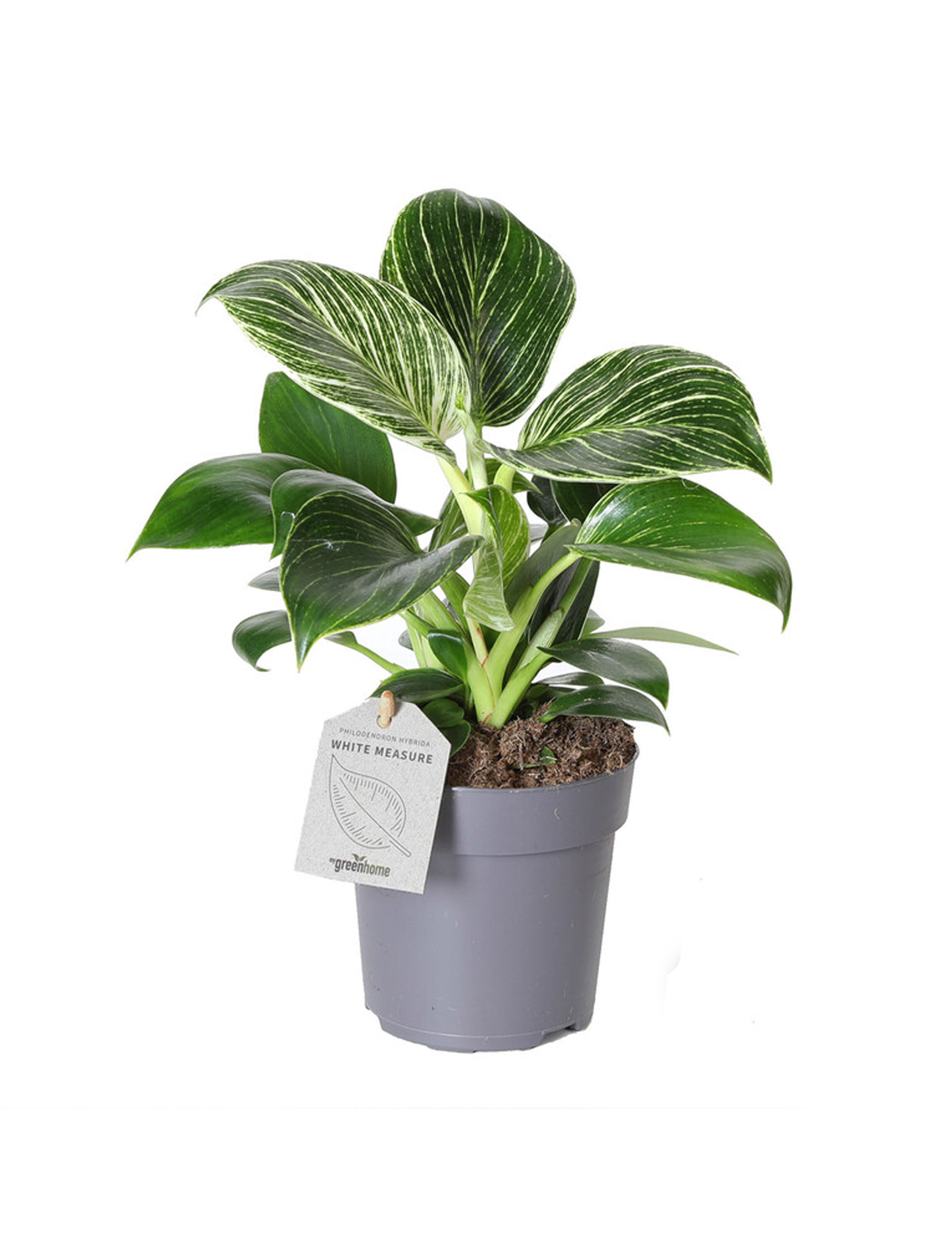 philodendron erubescens k.koch & augustin Philodendron erubescens Chocolate main image 1