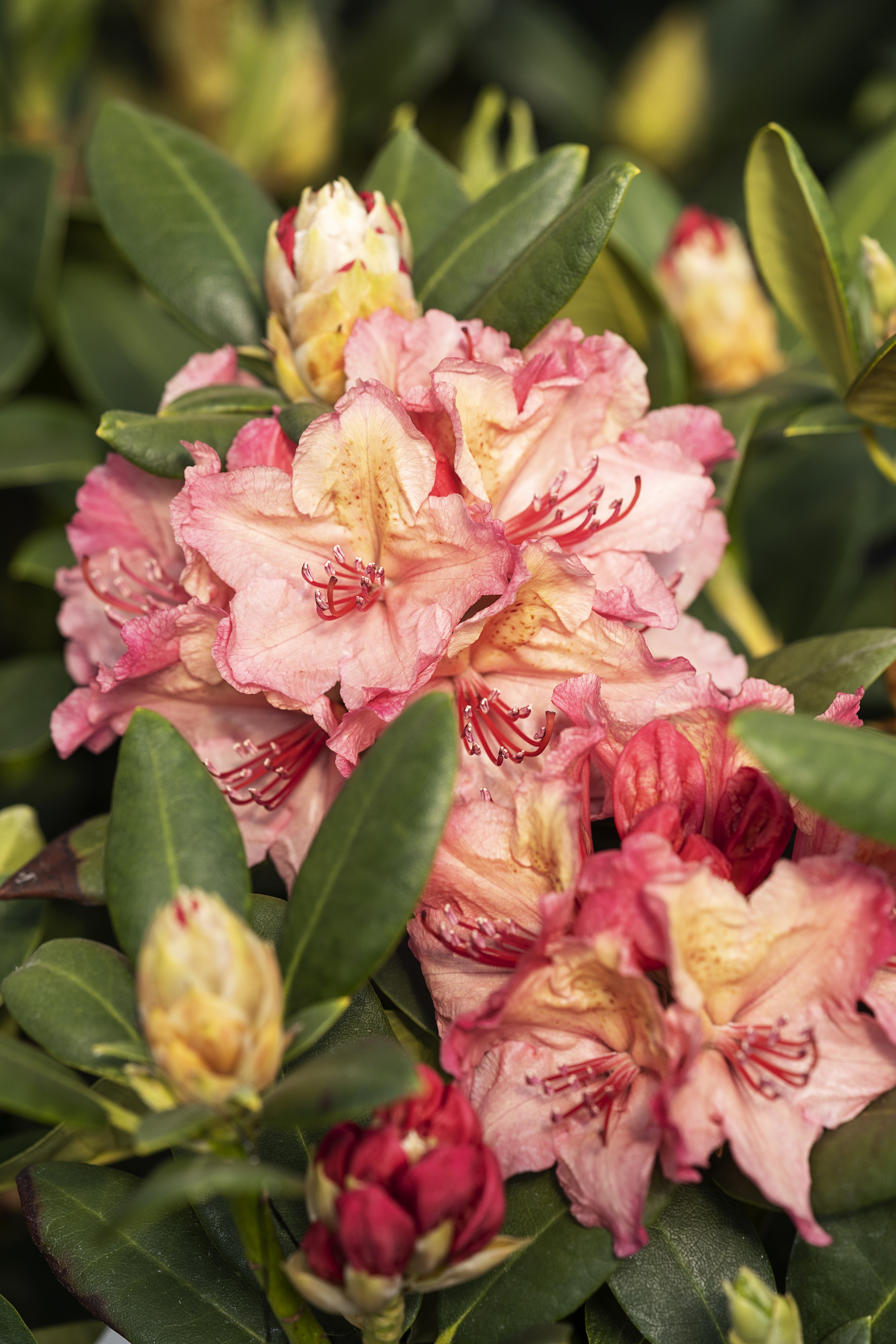 Rhododendron Rhododendron hybrid 'Brasilia' H30-40 cm 5 liter potte |  Plantorama