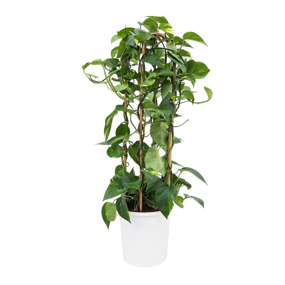 Guldranke dobbelt bue, Epipremnum aureum, Ø24 cm potte | Plantorama
