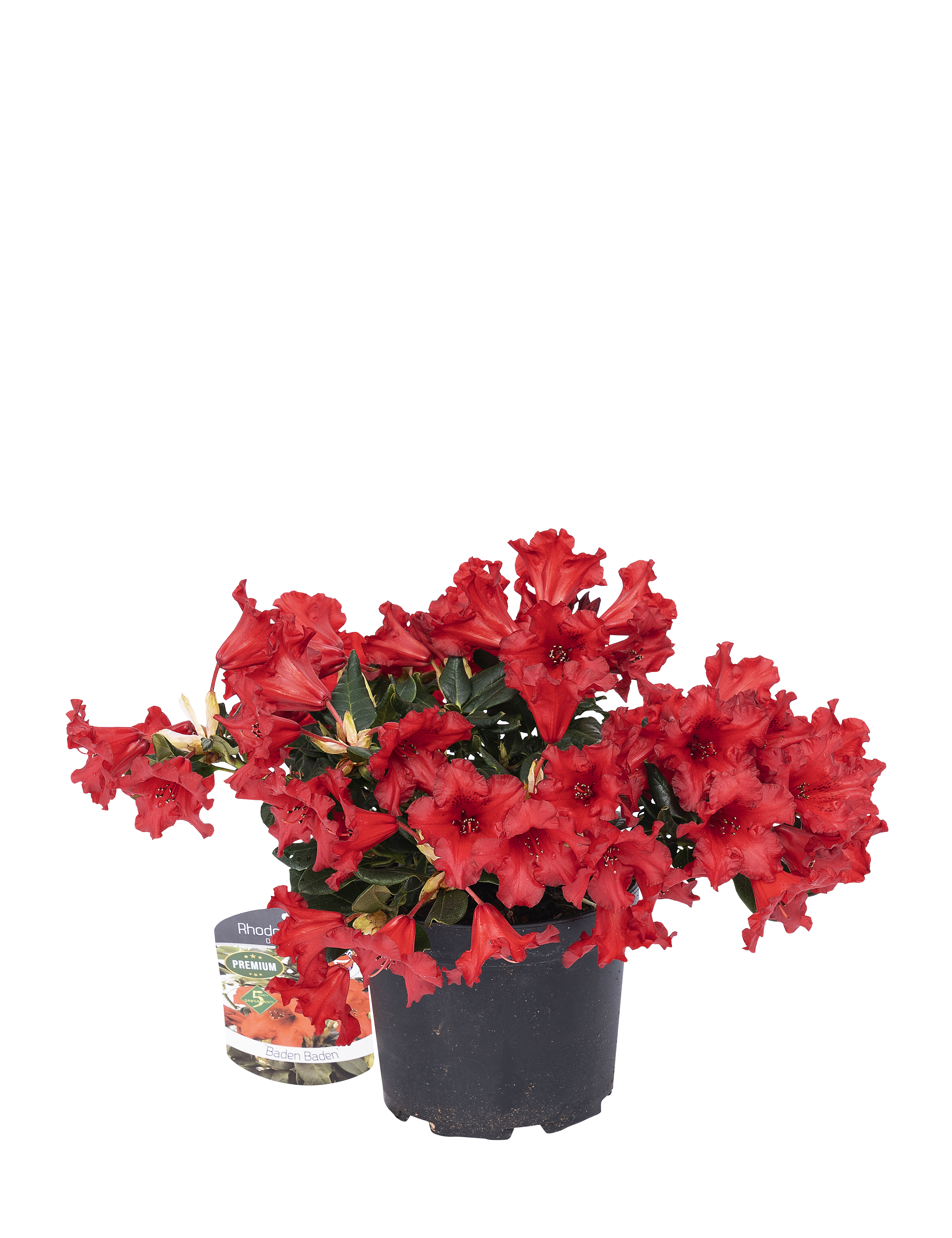 Dvrg rhododendron Rhododendron hybrid 'Baden Baden' H20-25 cm 2 liter potte