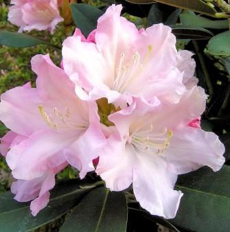 Rhododendron, Rhododendron yakushimanum 'Dreamland', 5 liter potte |  Plantorama