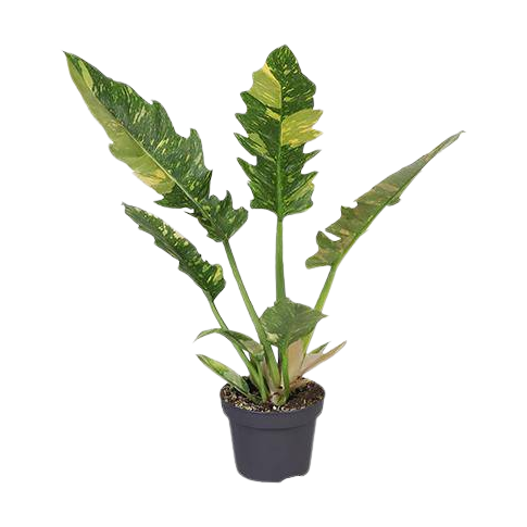 syngonium pink plant Syngonium Pink Spot