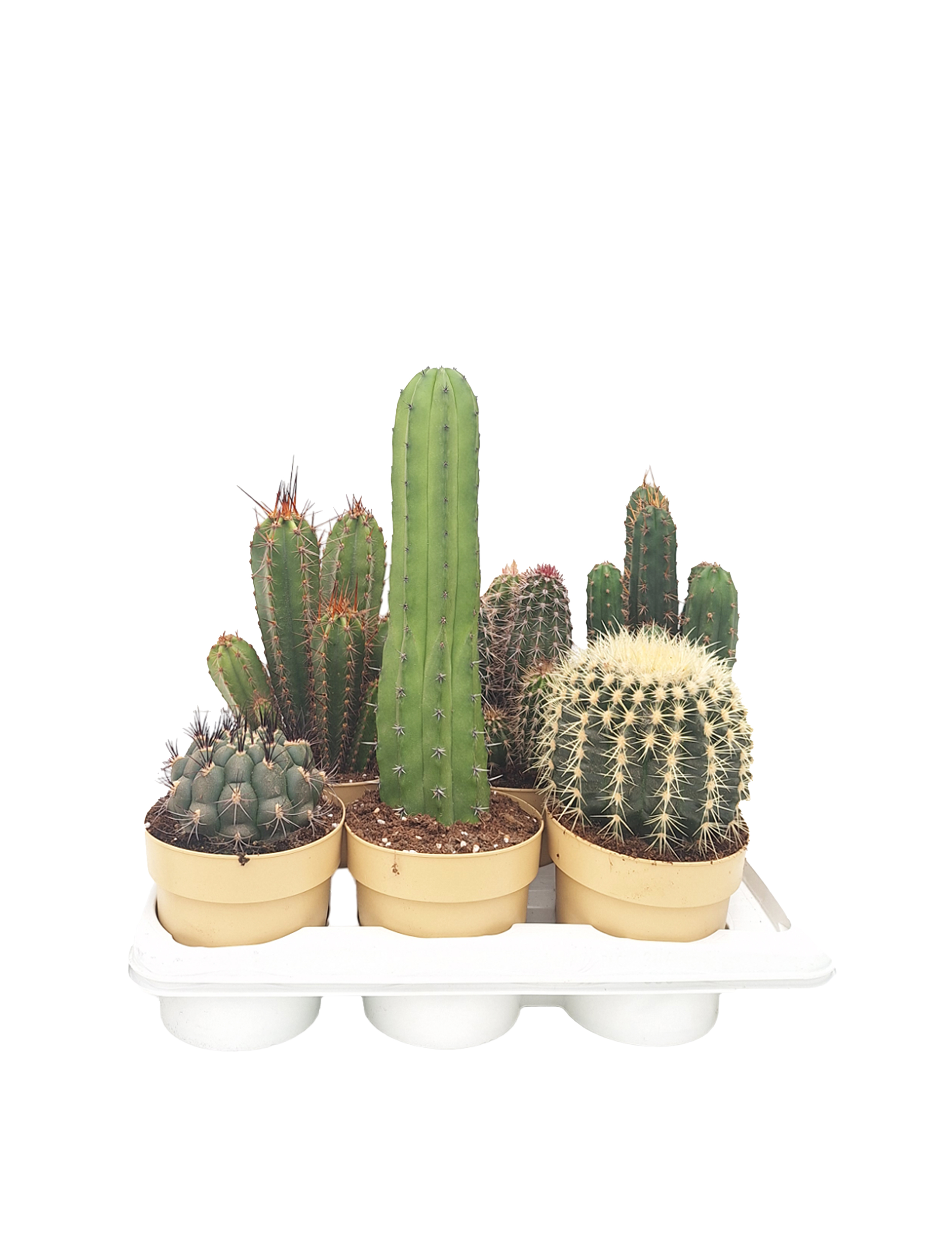 Kaktus mix, Cactaceae, Ø17 cm potte | Plantorama