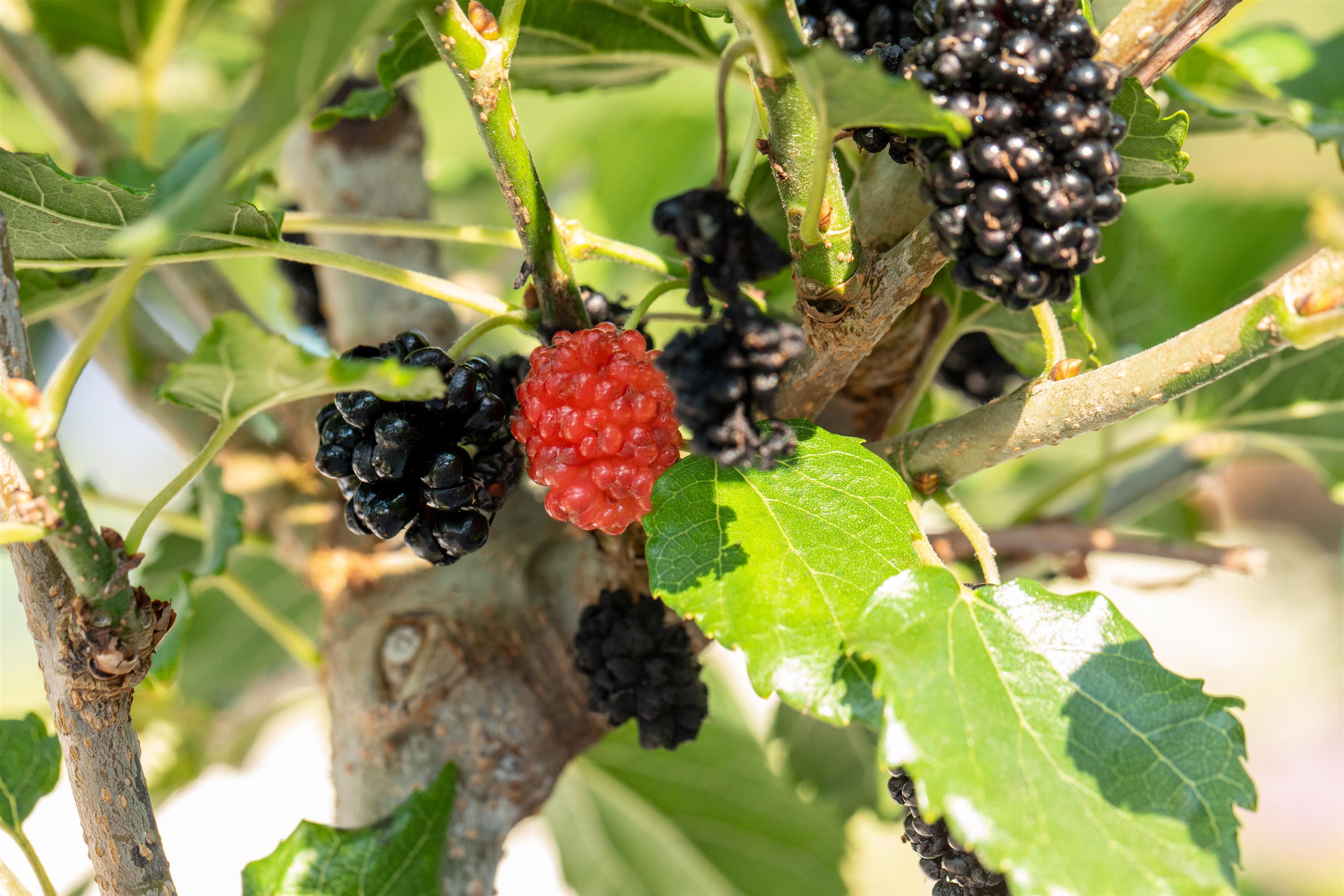 Morbær dværg, Morus rotundiloba 'Mojo Berry'®, 4,6 liter potte 40-60 cm ...