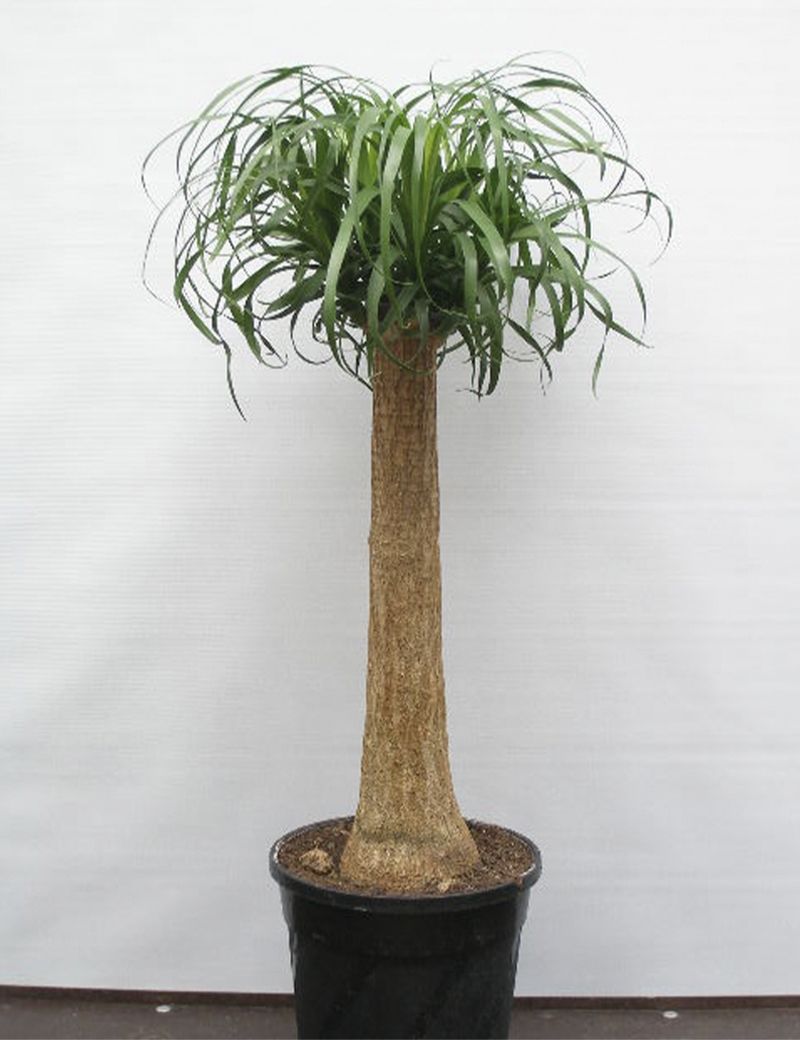 Elefantfod Beaucarnea recurvata 27 cm potte