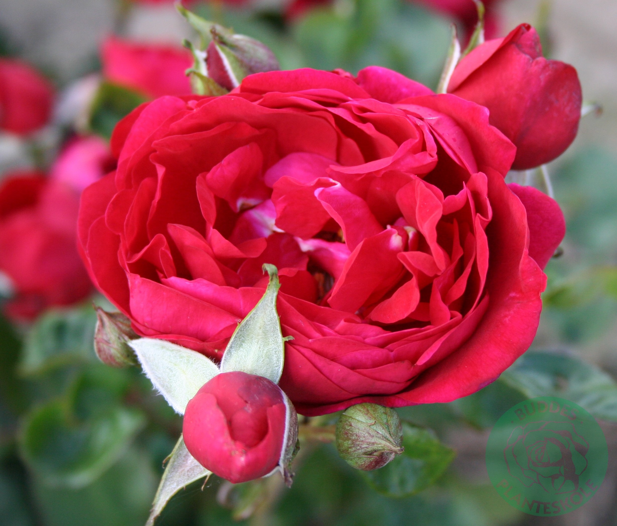 Renaissance Collection Roses Renaissance rose Rosa 'Capricia' 4 liter potte | Plantorama