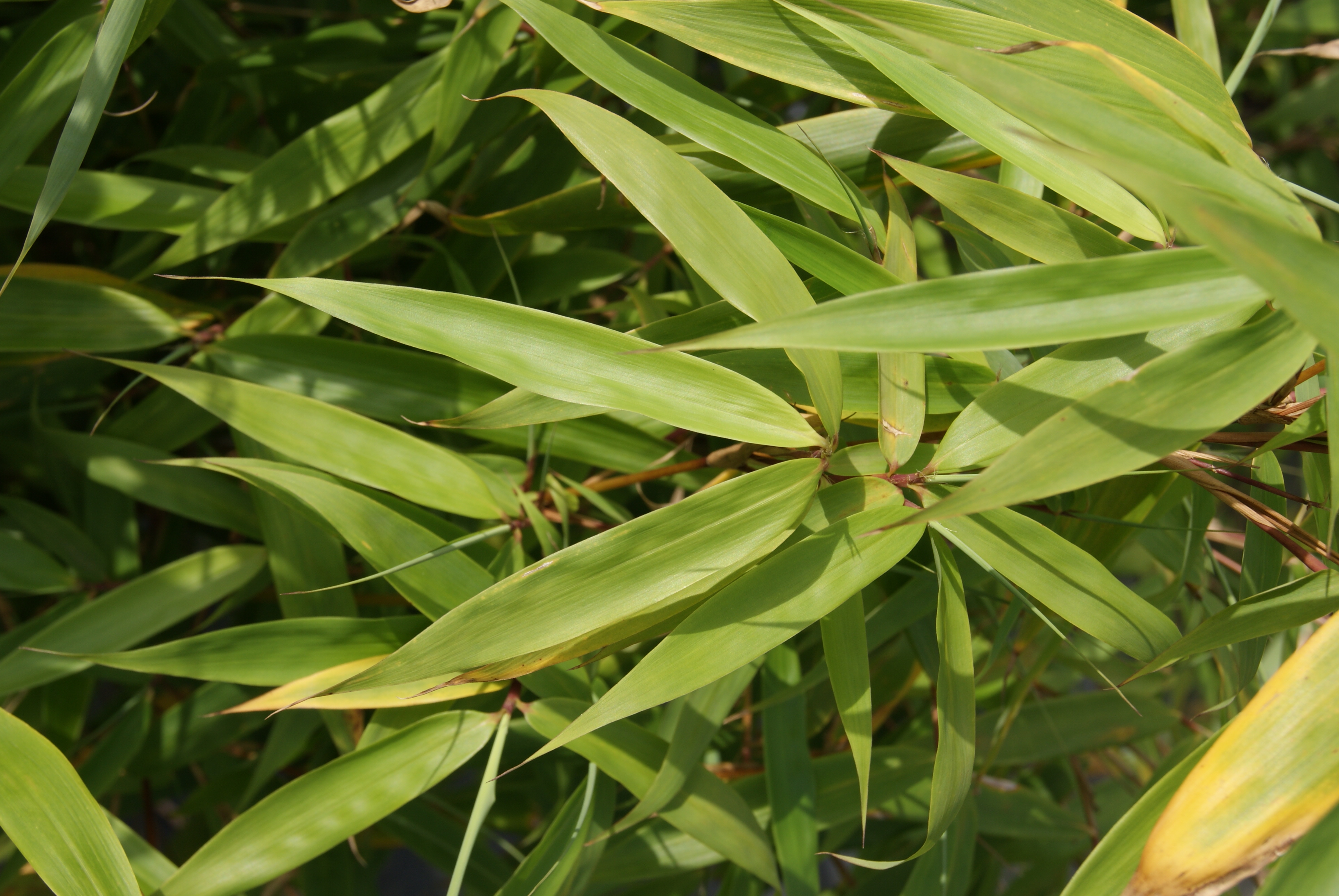 Bambus Fargesia robusta 'Pingwu' 7,5 liter potte | Plantorama