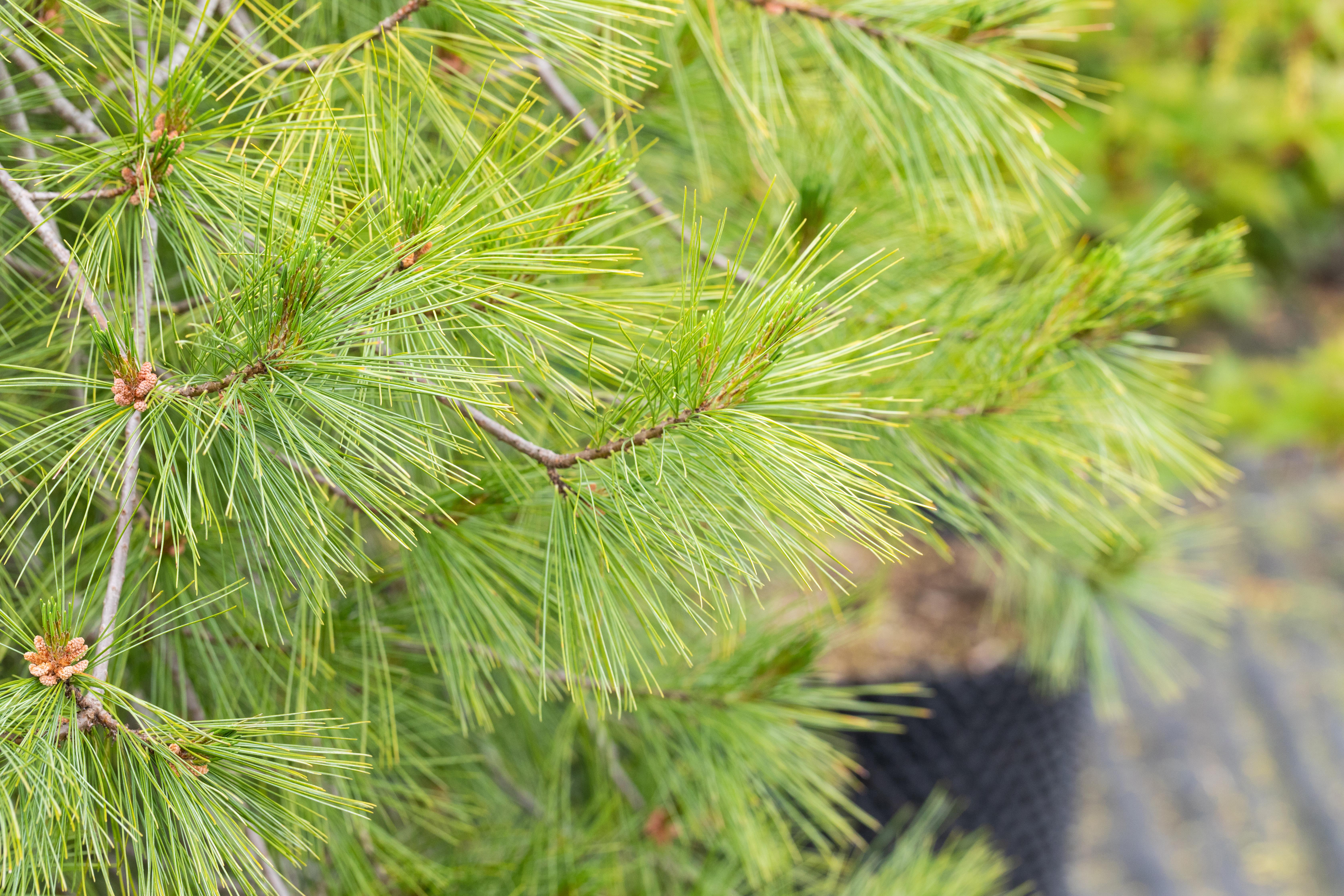 Hængende japansk rødfyr, opstammet, Pinus den. 'Pendula', 90 liter ...