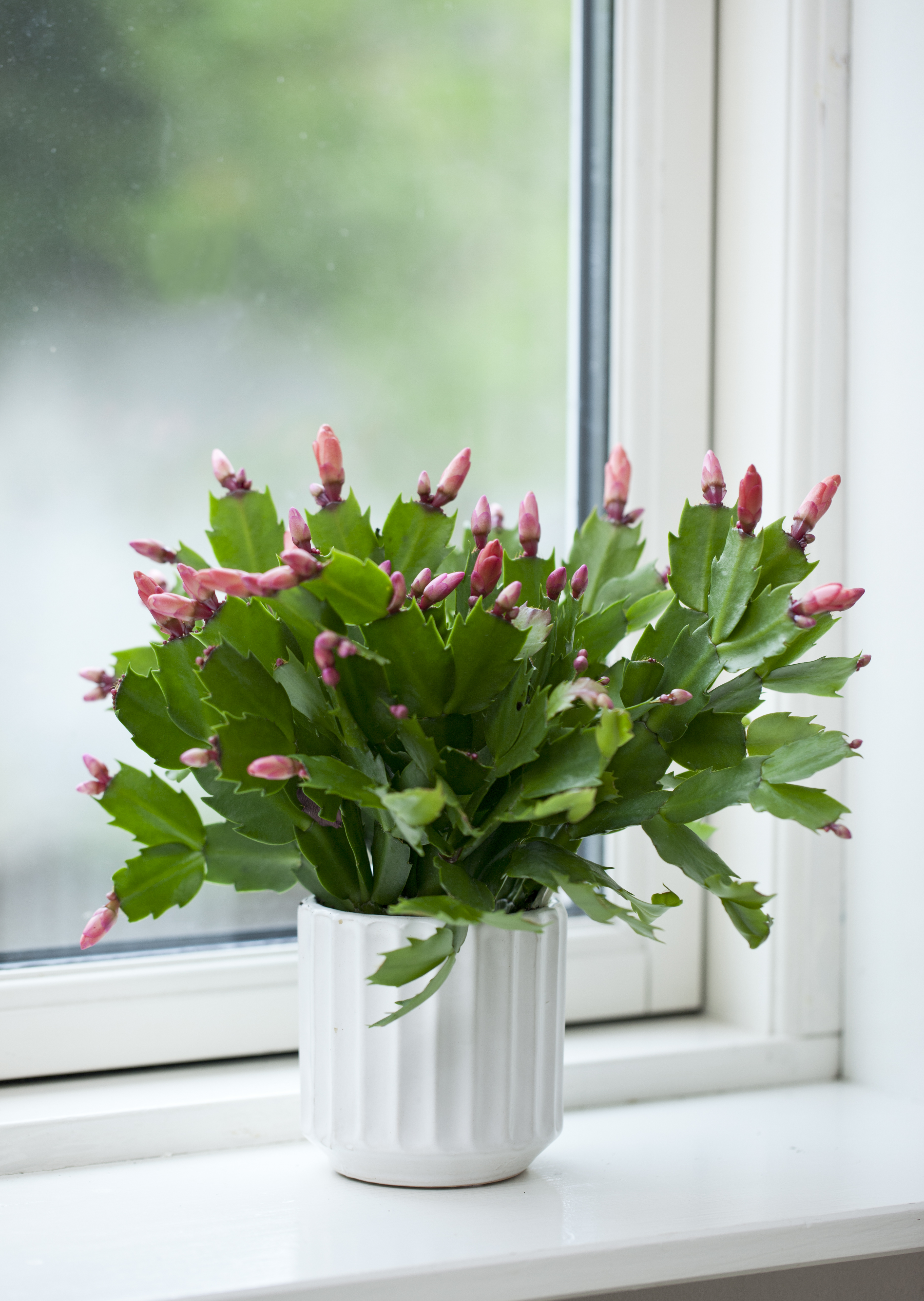 Dansk Novemberkaktus, Schlumbergera-hybrid, 11,5 cm potte