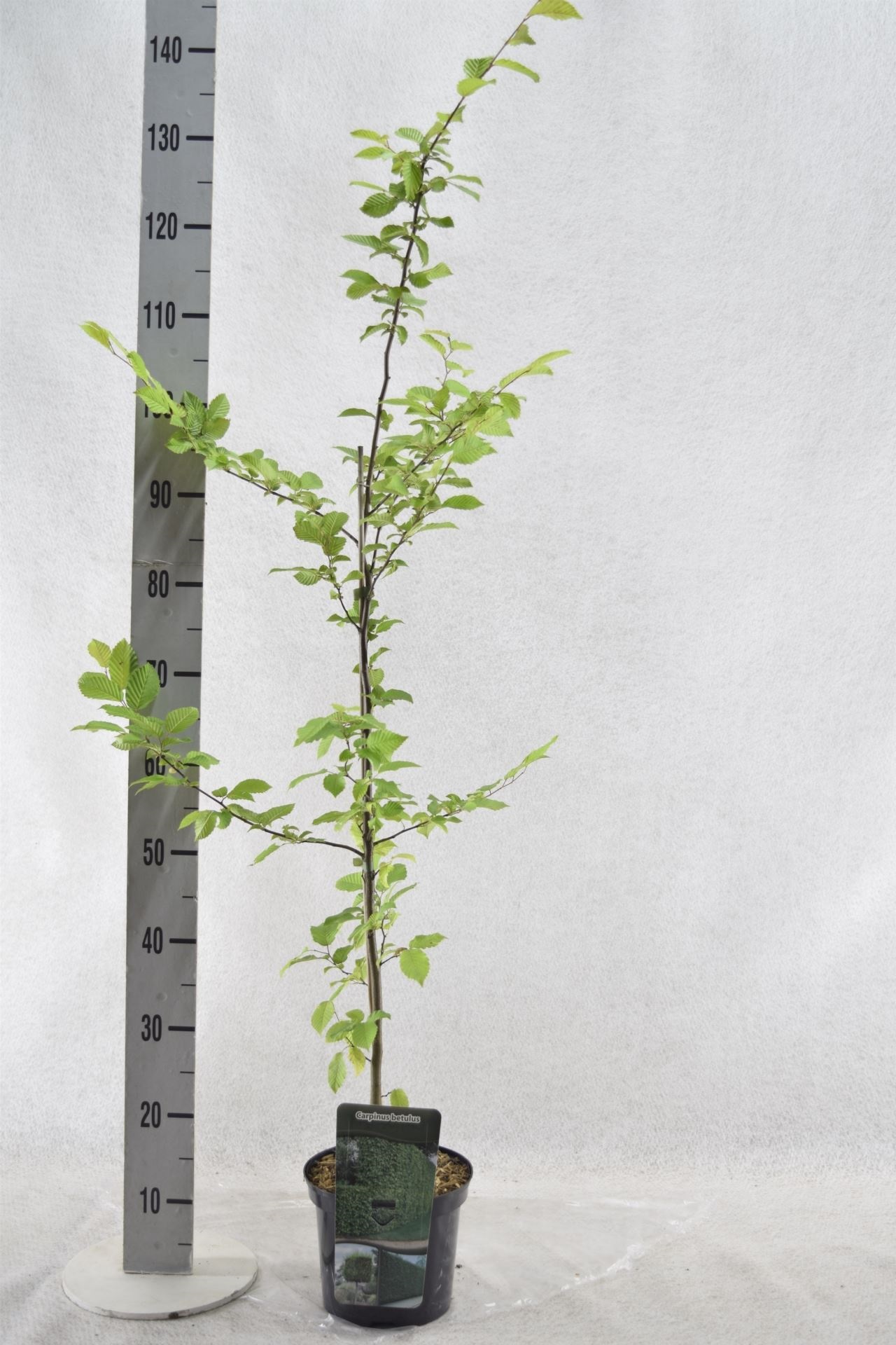 Avnbøg, Carpinus betulus, 3 liter potte, 60+ cm | Plantorama