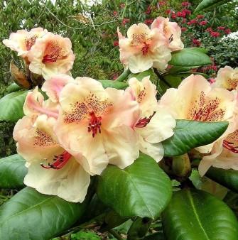Rhododendron Rhododendron hybrid 'Viscy' H30-40 cm 5 liter potte |  Plantorama