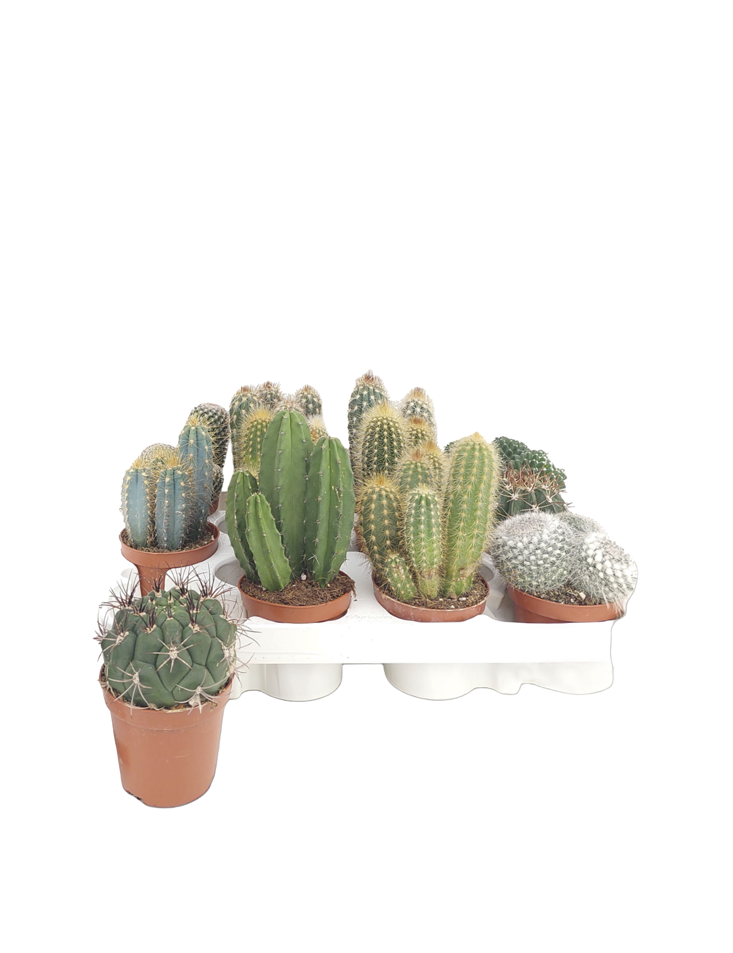 Kaktus mix, Cactaceae, Ø8,5 cm potte | Plantorama