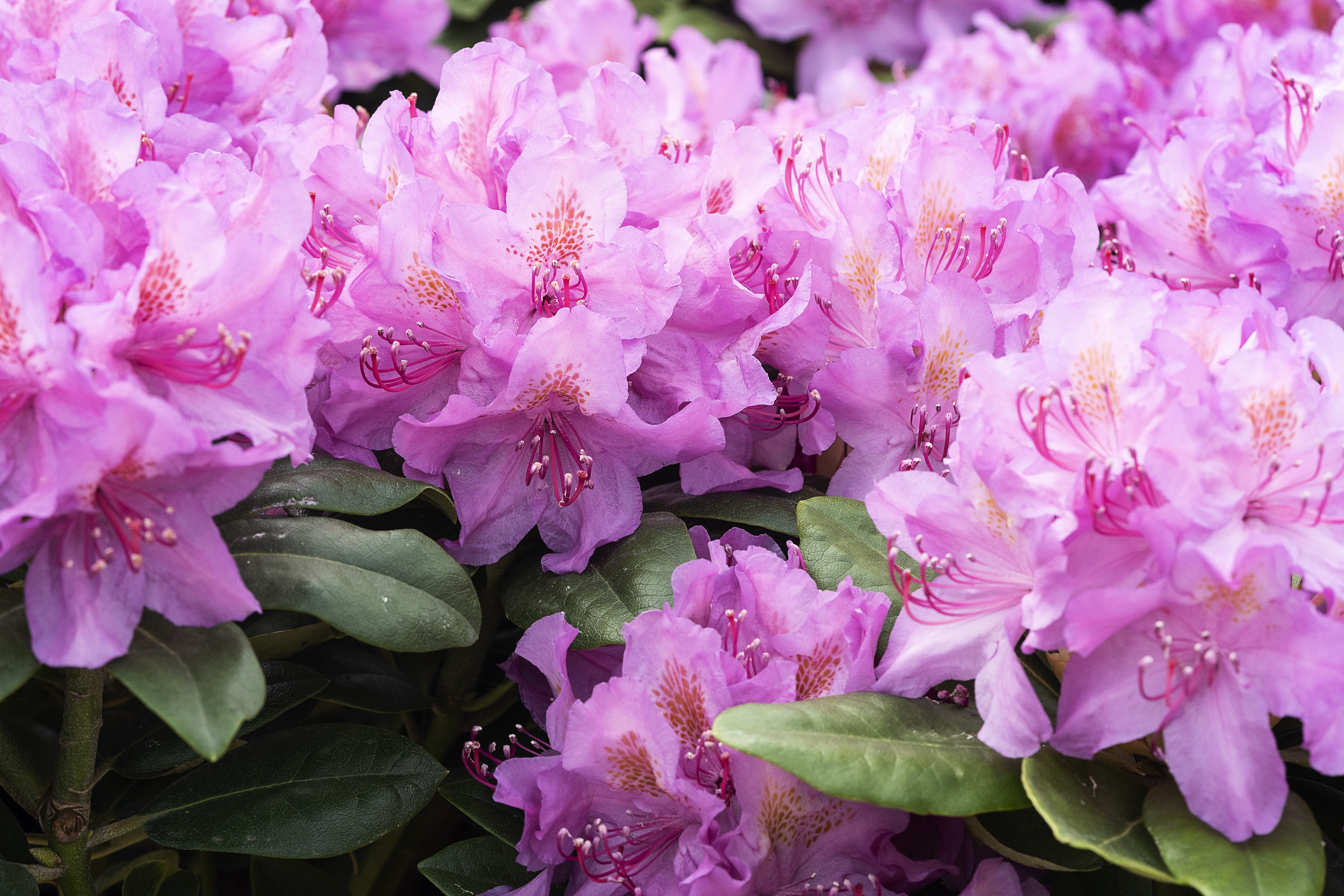 Rhododendron Rhododendron hybrid 'Pink Purple Dream' H30-40 cm 5 liter  potte | Plantorama
