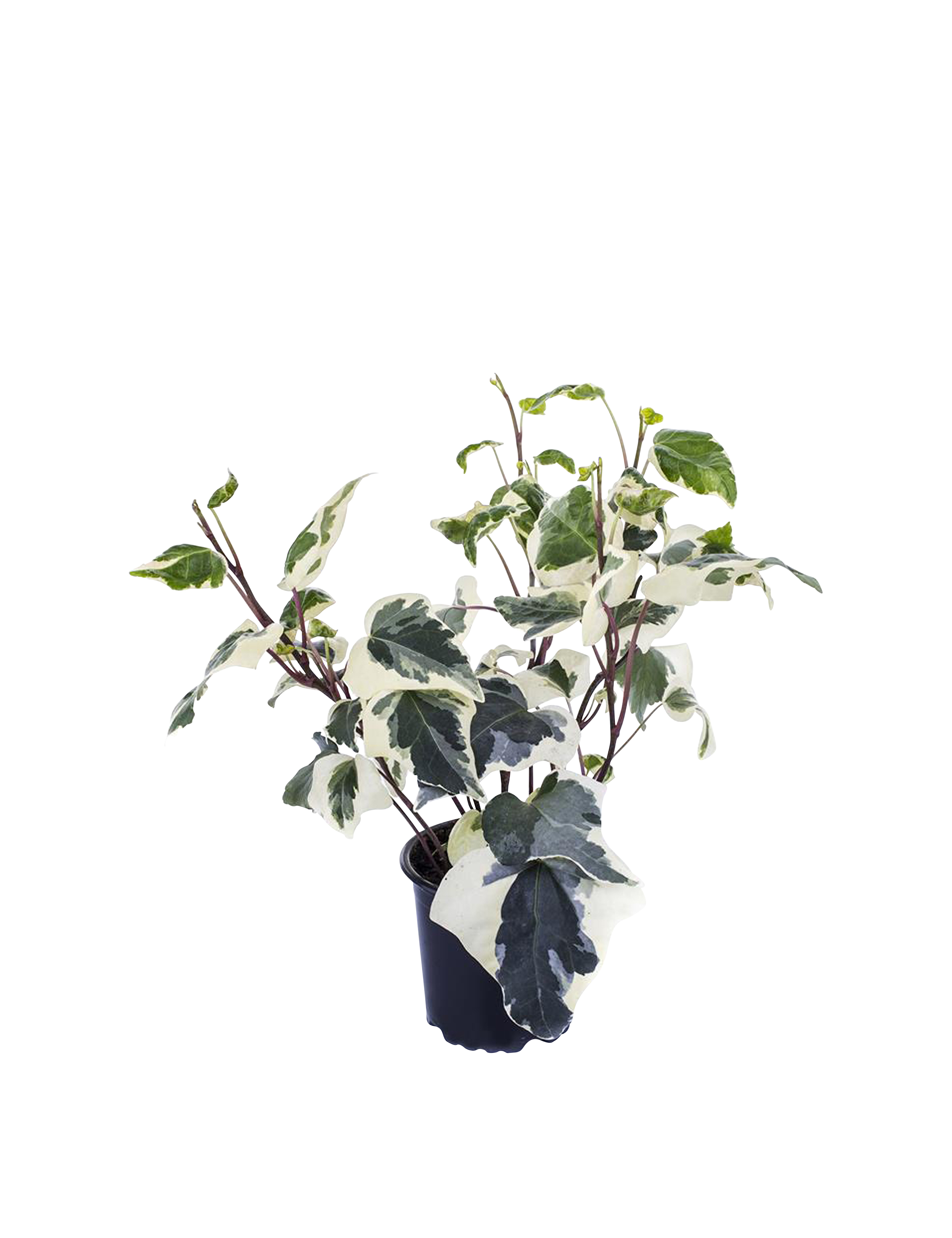Efeu, Hedera hibernica 'Marengo', 1 liter potte | Plantorama