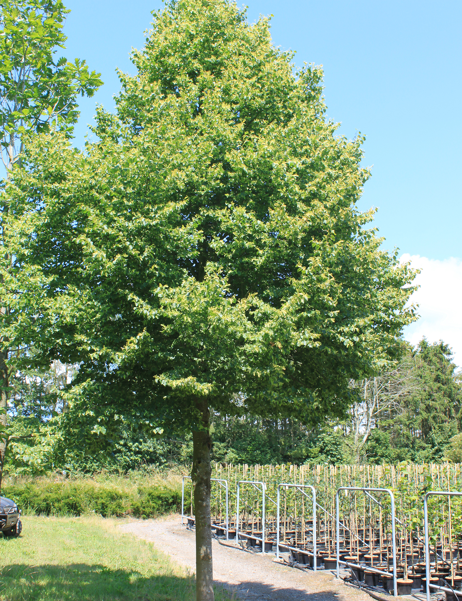 Lind Tilia cordata 'Greenspire' 10 liter potte H175+ cm | Plantorama