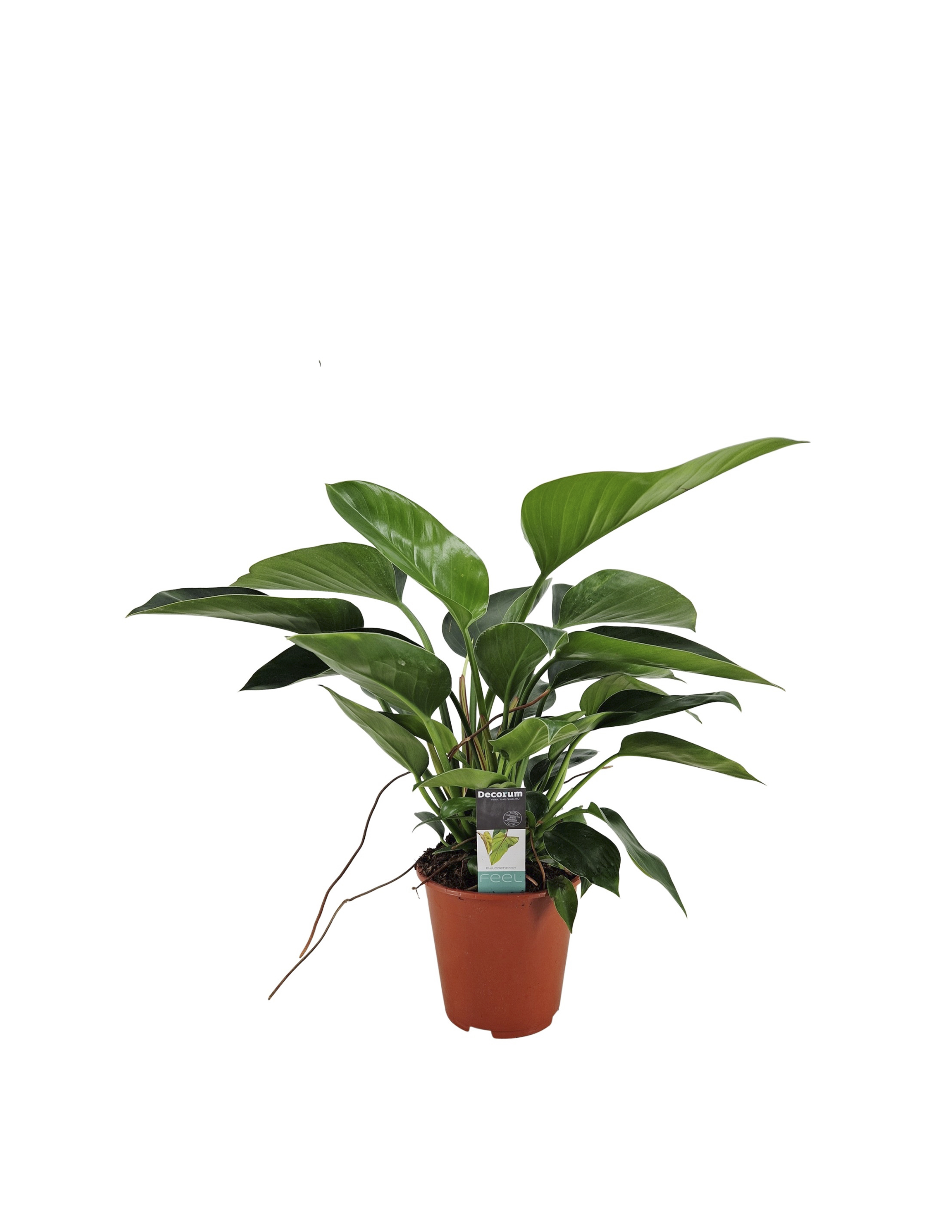Filodendron, Philodendron Congo Apple, 19 cm potte | Plantorama
