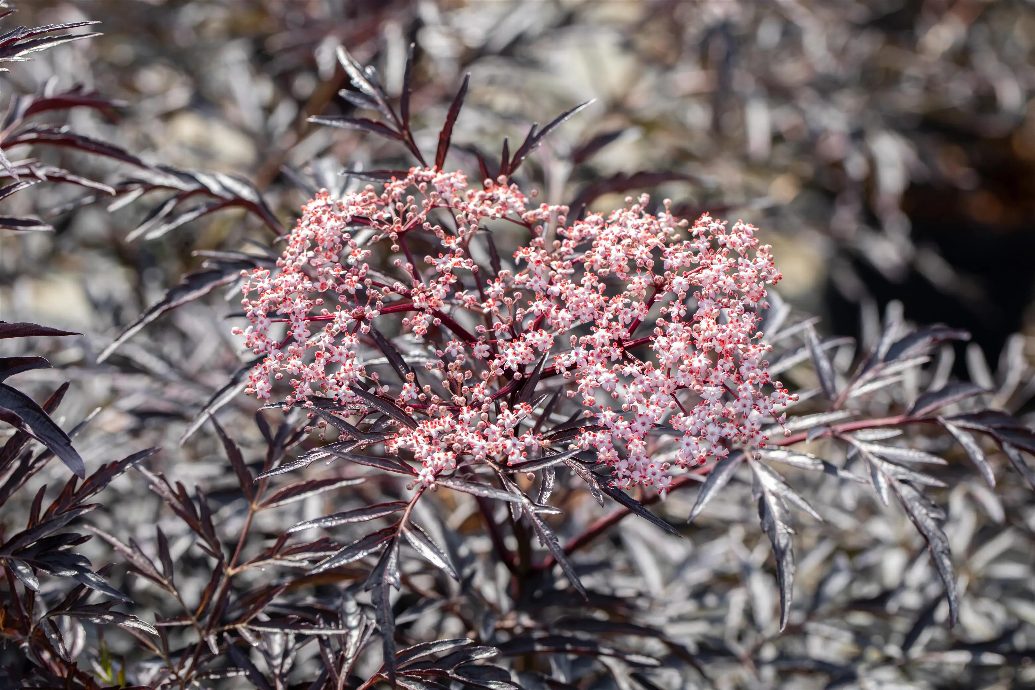 Rødbladet hyld Sambucus nigra 'Black Lace' 5 liter potte | Plantorama