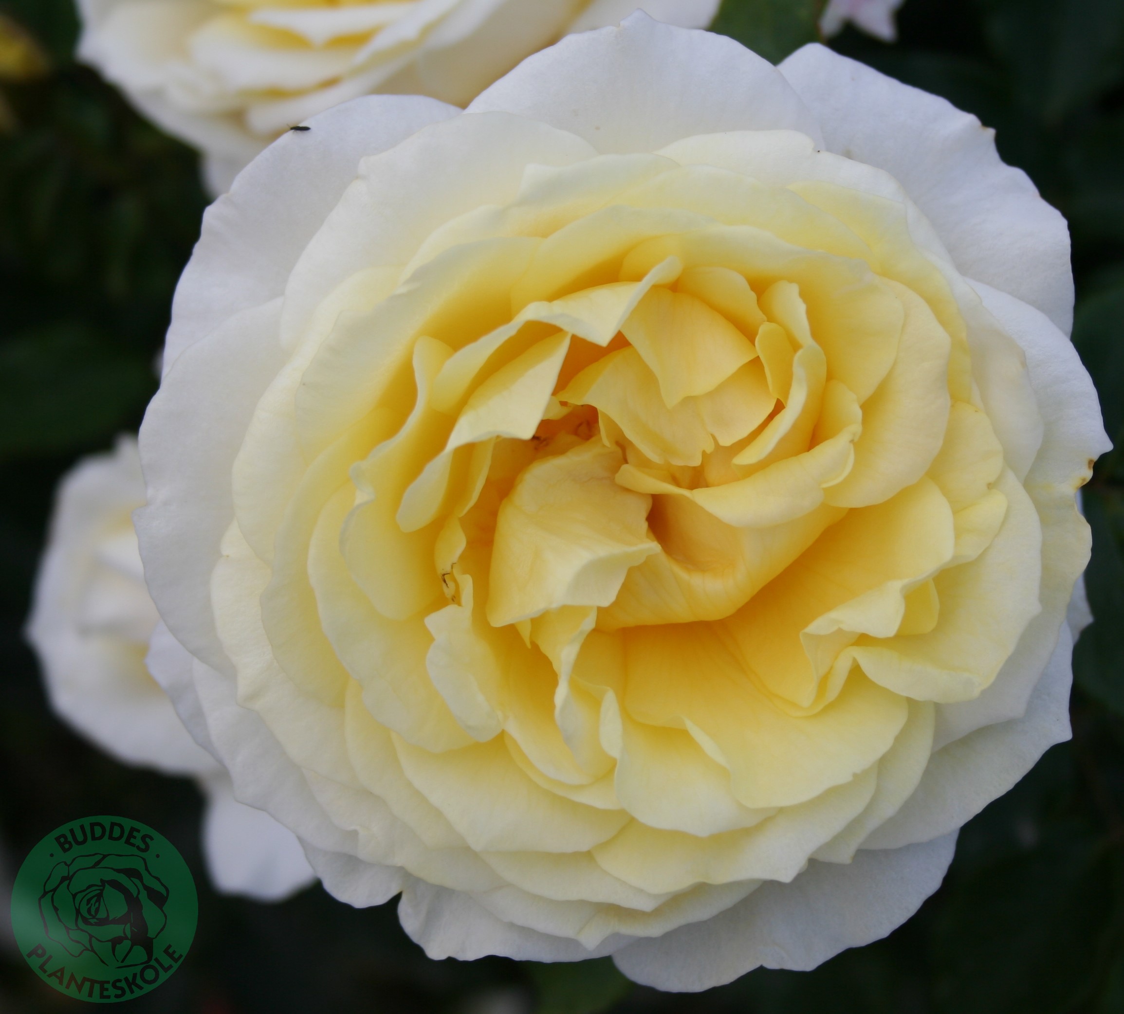 Renaissance rose Rosa 'Gisila™' 4 liter potte | Plantorama