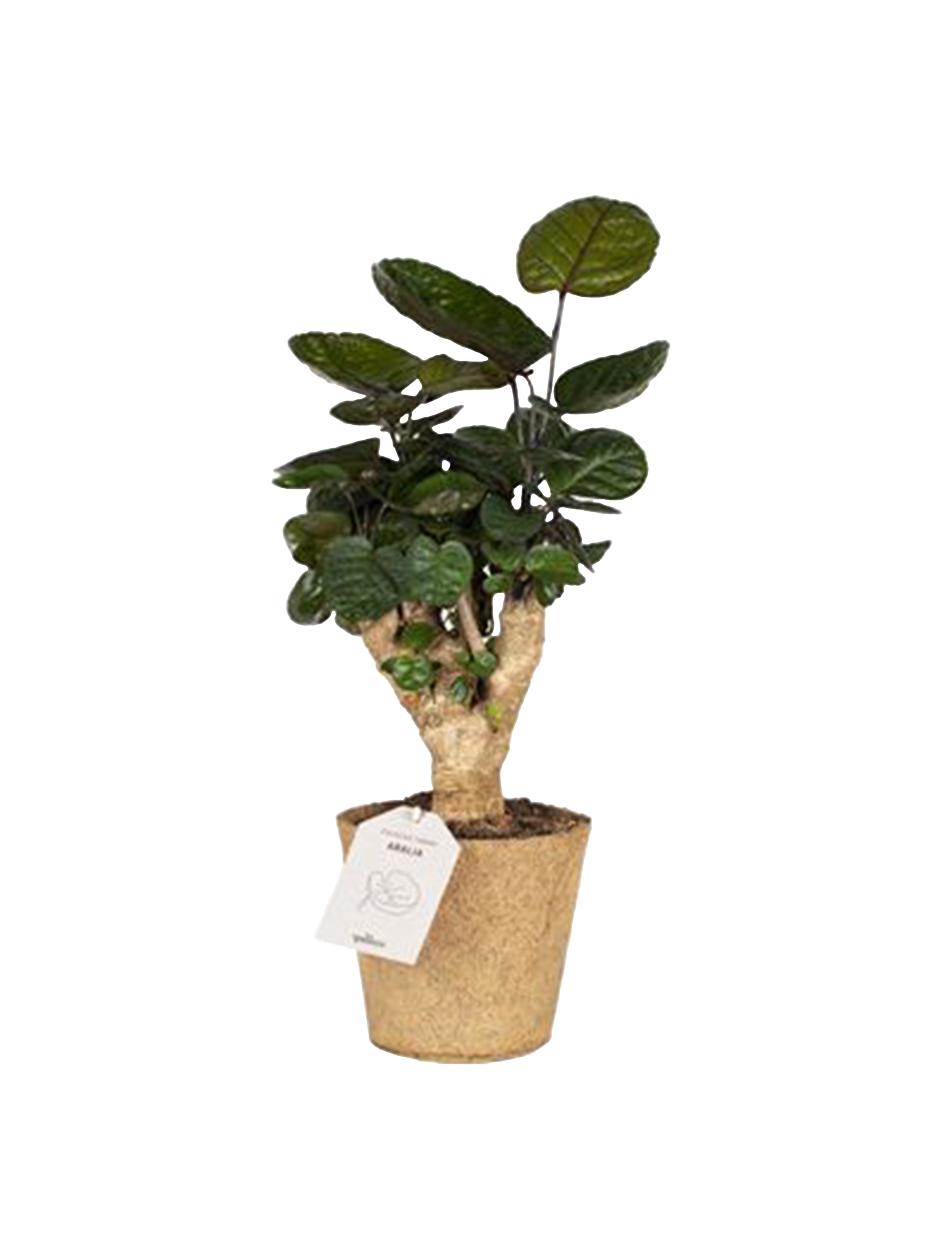 Aralia Cocoz®, Polyscias balfouriana fabian H60 cm, Ø17 cm potte ...