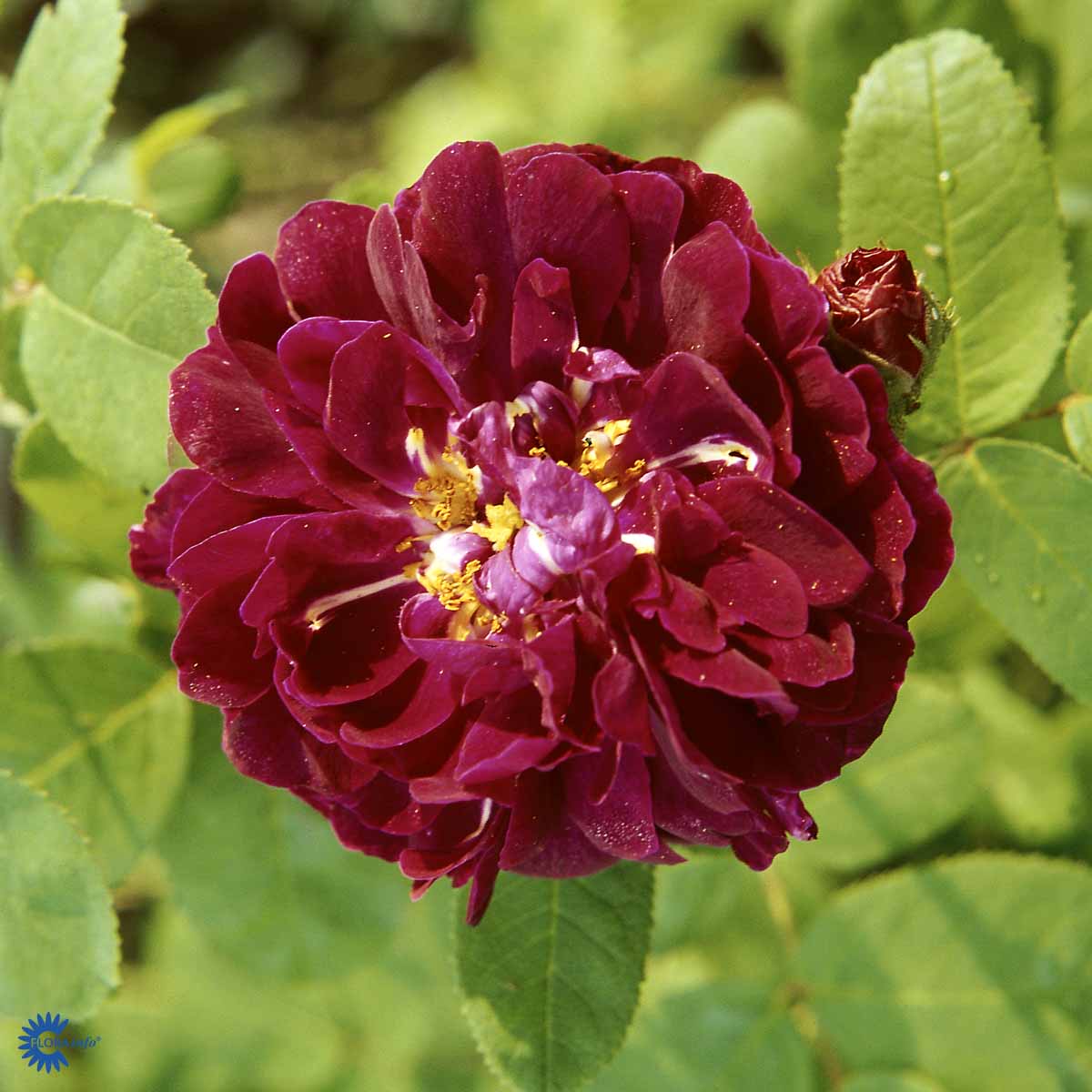 Historisk rose Rosa gallica 'Tuscany Superb' | Plantorama