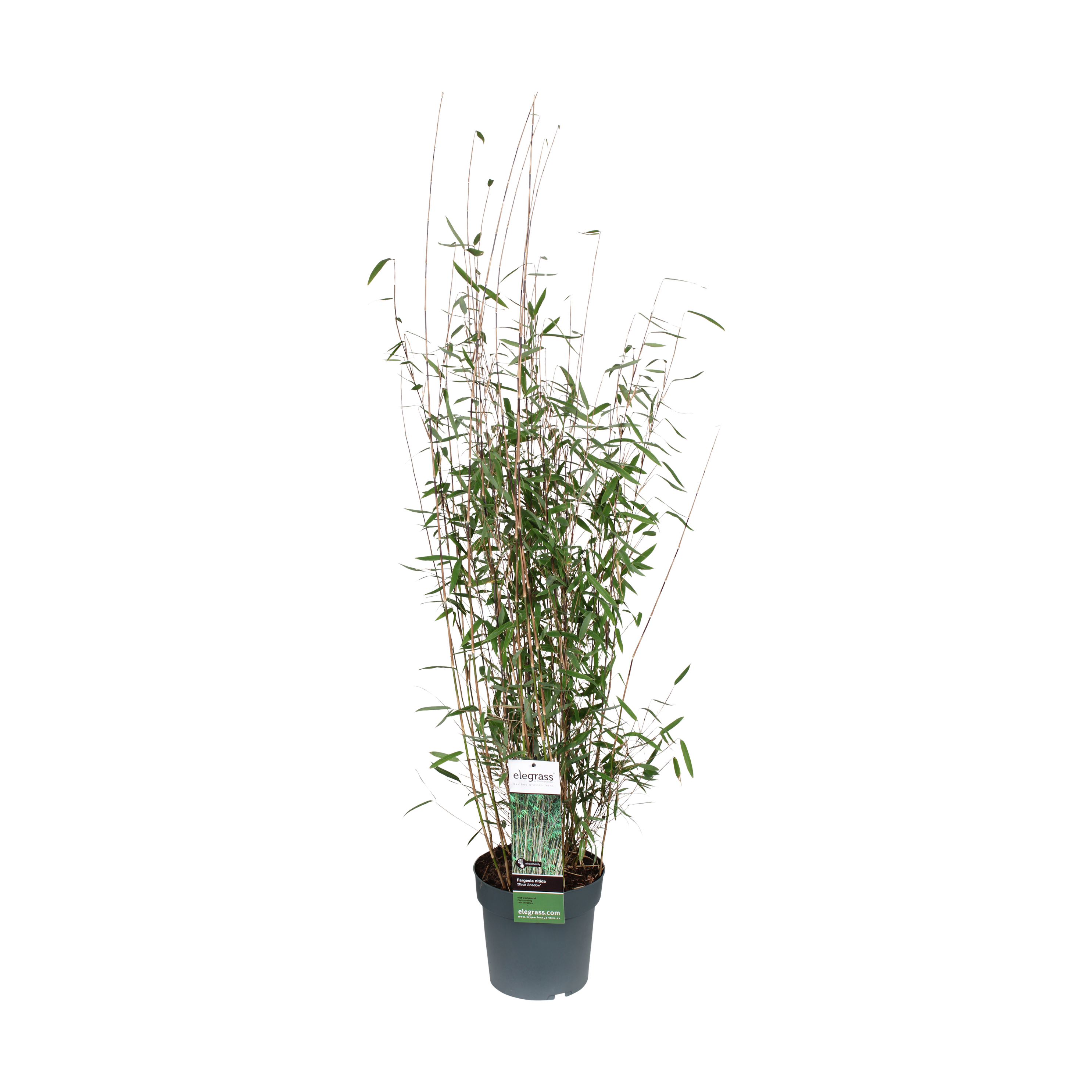 Sort bambus Fargesia nitida 'Black Shadow' 5 liter potte | Plantorama