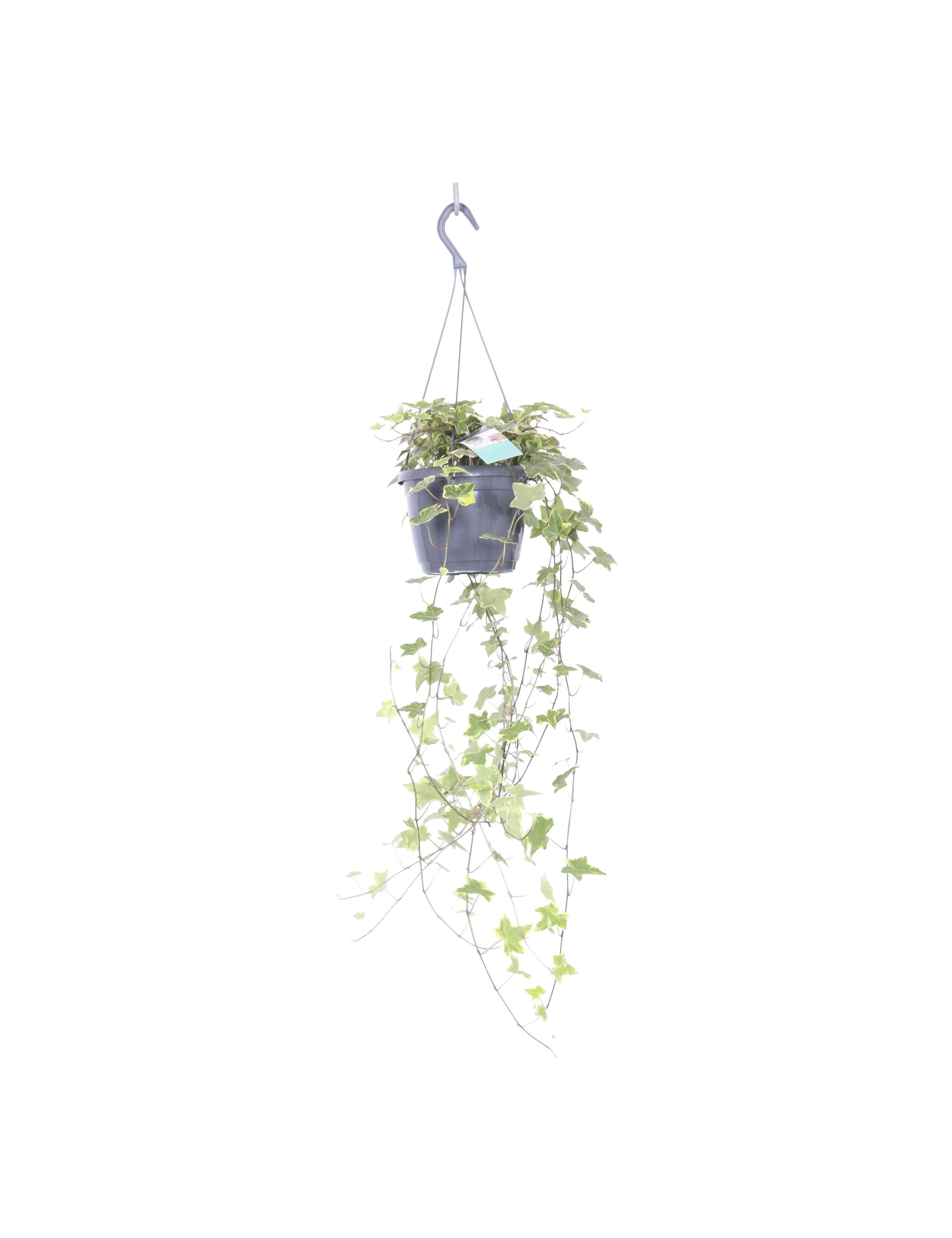 Efeu, Hedera helix Yellow Ripple, 18 cm potte