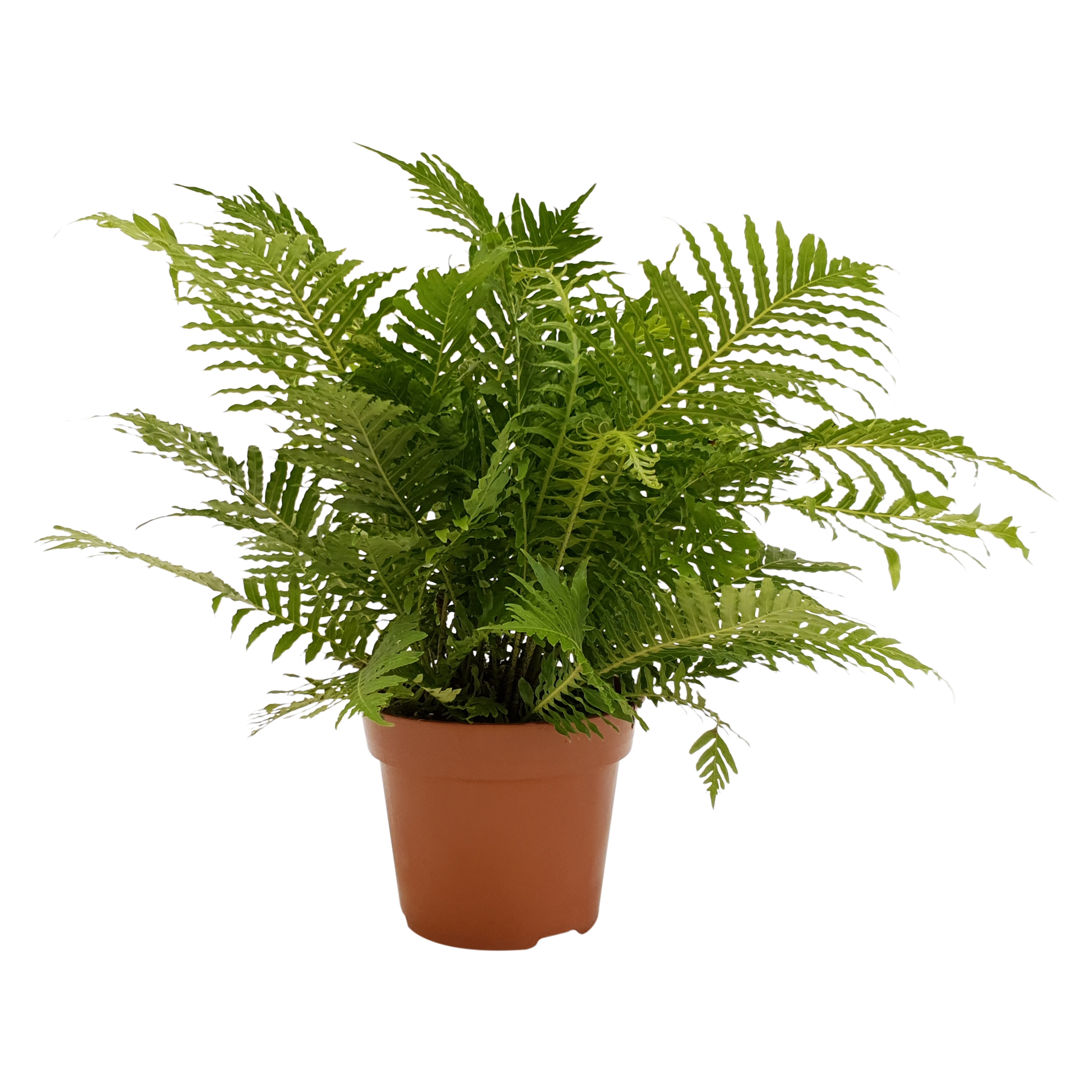 ceramic white planter Knox Cylinder Planter with Wood Base