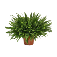 Nyrebregne Nephrolepis Exaltata Green Lady 26 Cm Potte Plantorama Nyrebregne Nephrolepis Exaltata Green Lady 26 Cm Potte Plantorama