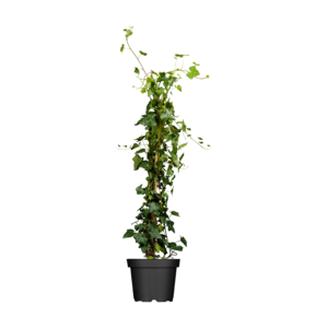 buy dracena plant Dragon Tree (Dracaena Marginata)