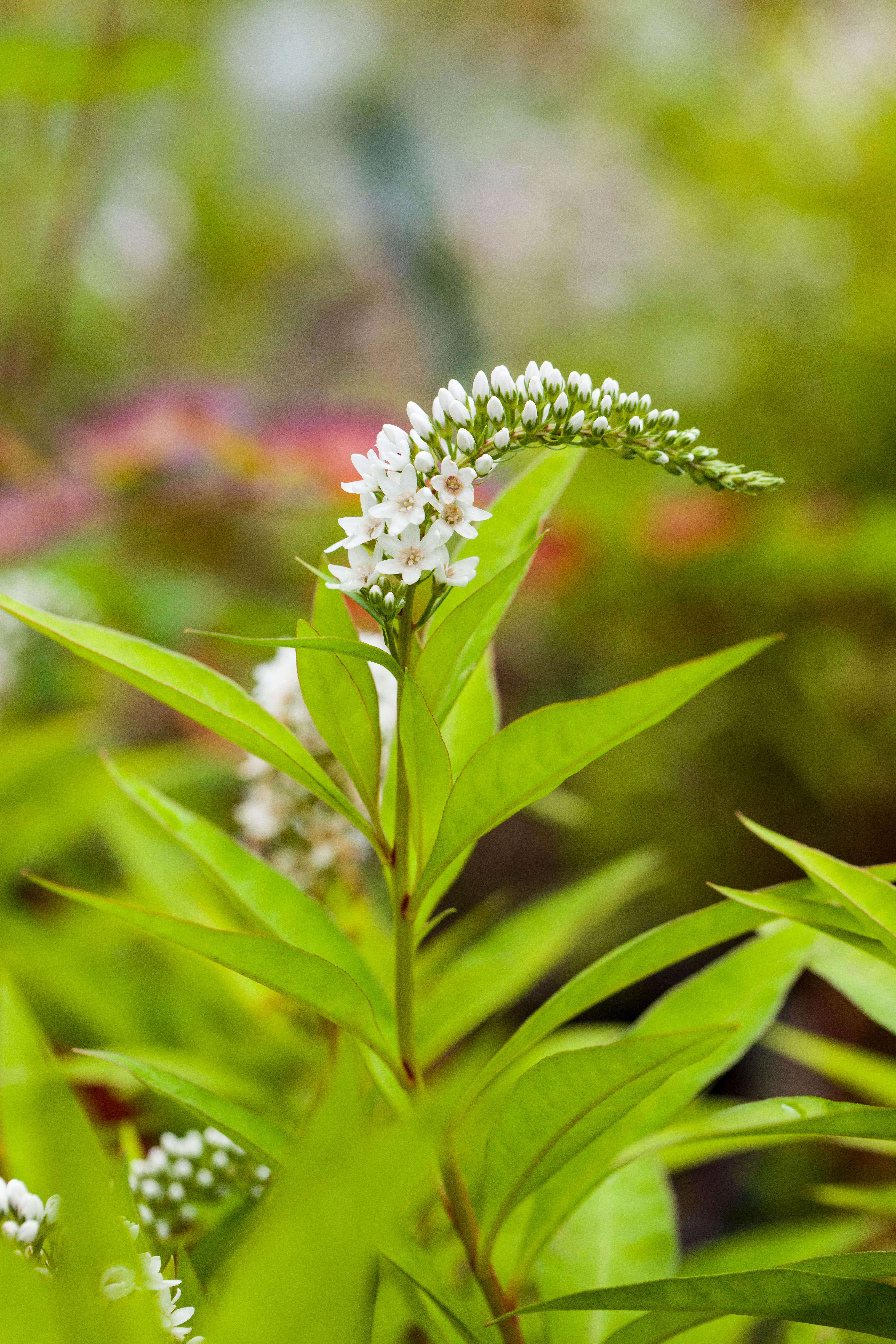 Fredløs, hvid, Lysimachia clethroides, 11 cm potte | Plantorama