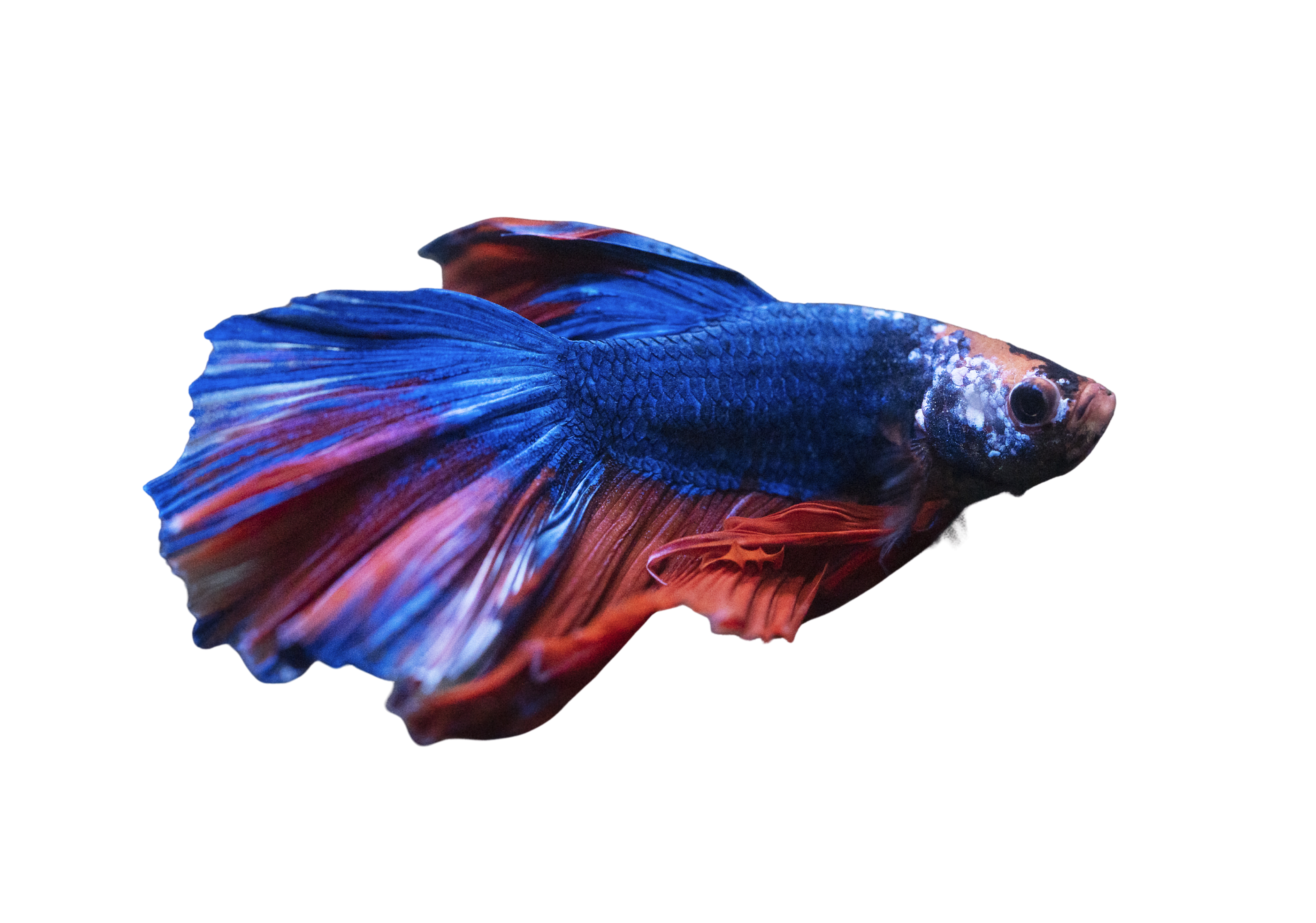 Hanif Fish Kampfisk Han