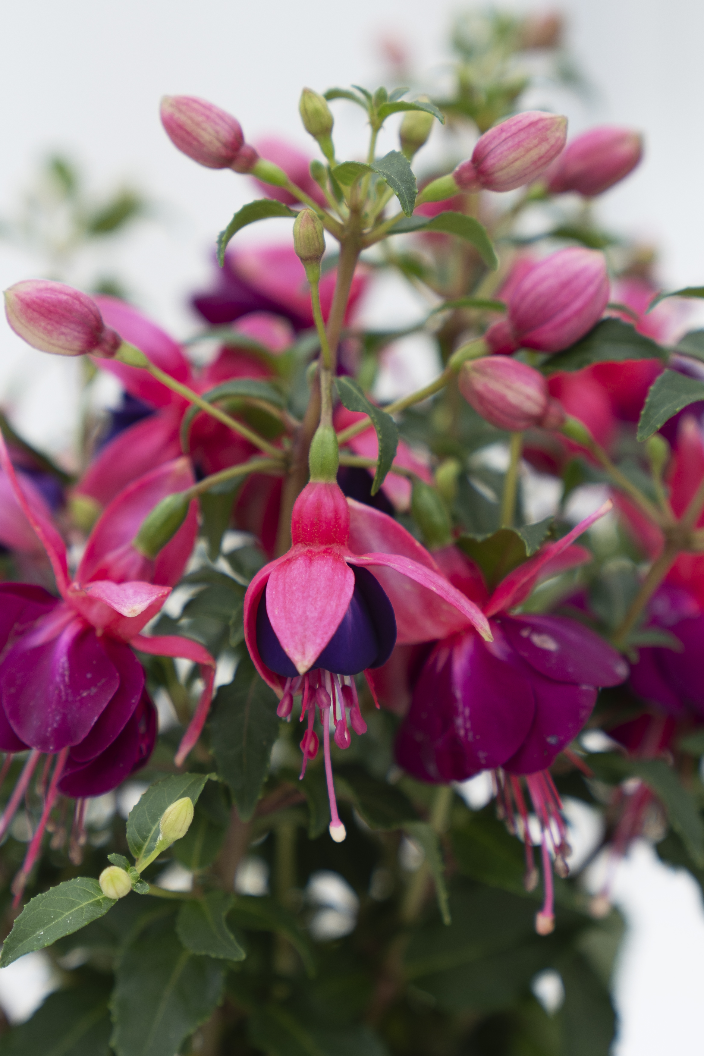 Fuchsia, Fuchsia hybrid, 11 cm potte | Plantorama