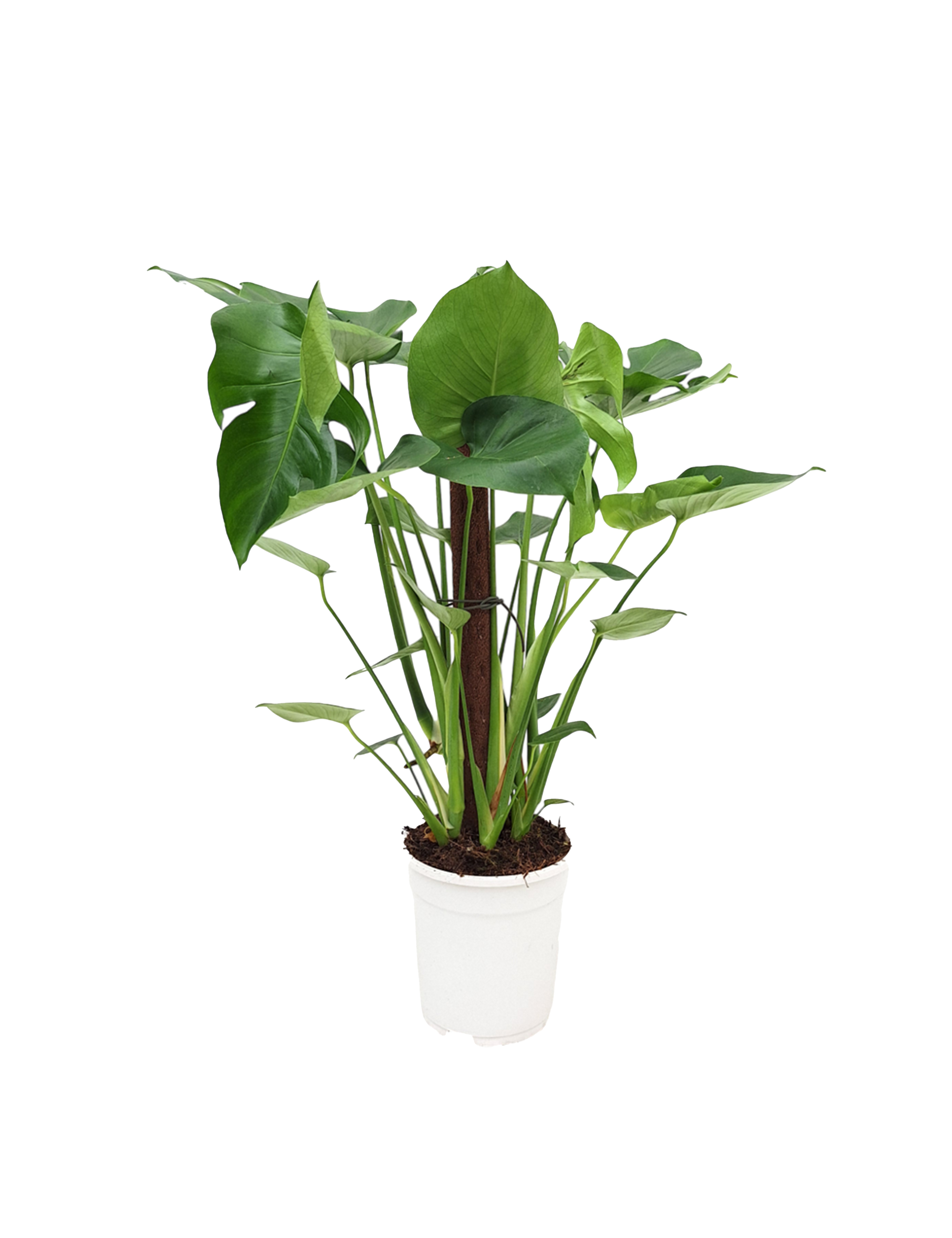 philodendron silvery ann Scindapsus pictus 'Silvery Ann'  High-Silver Variegated Vine