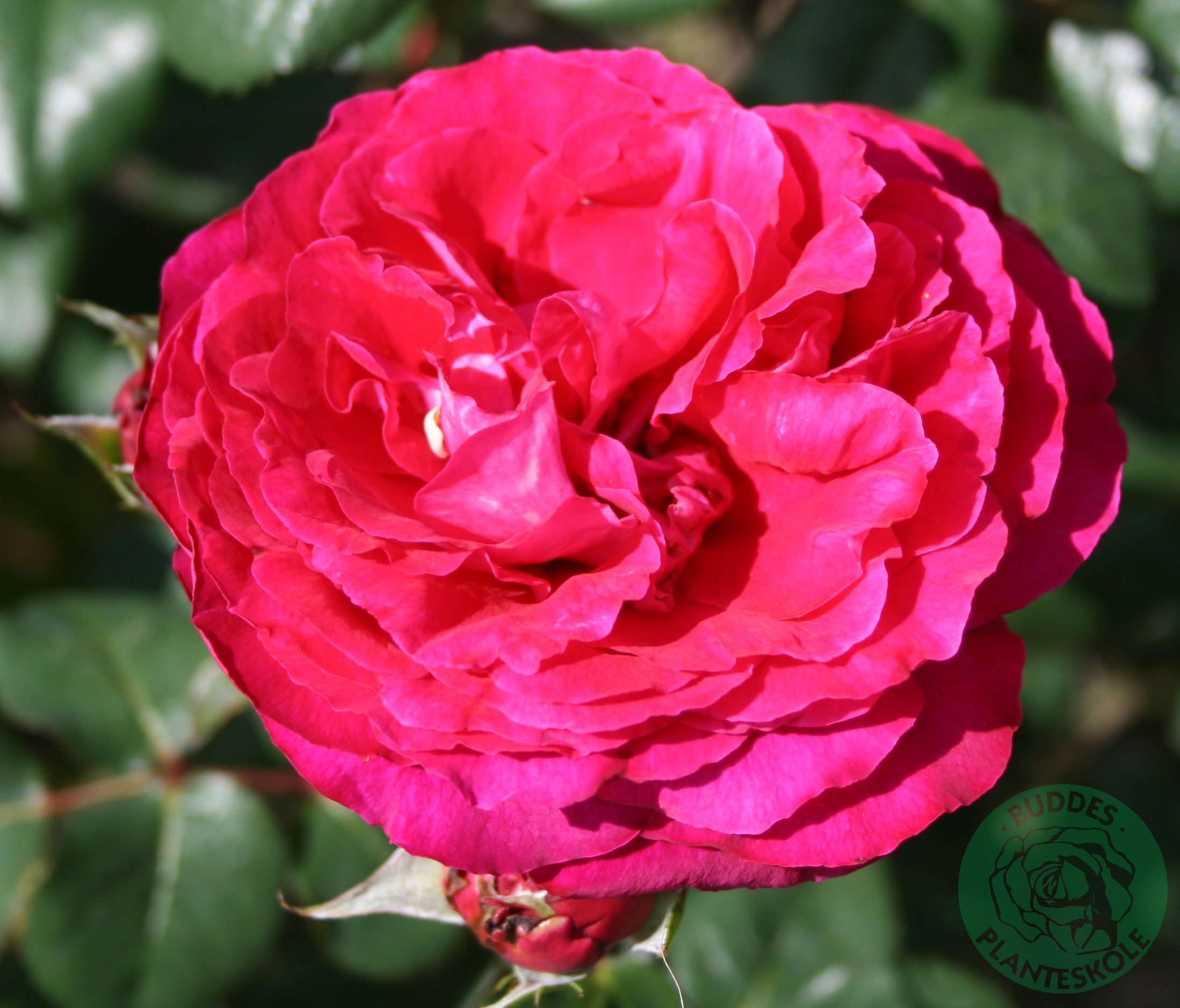 Renaissance rose Rosa 'Katherine' 4 liter potte | Plantorama
