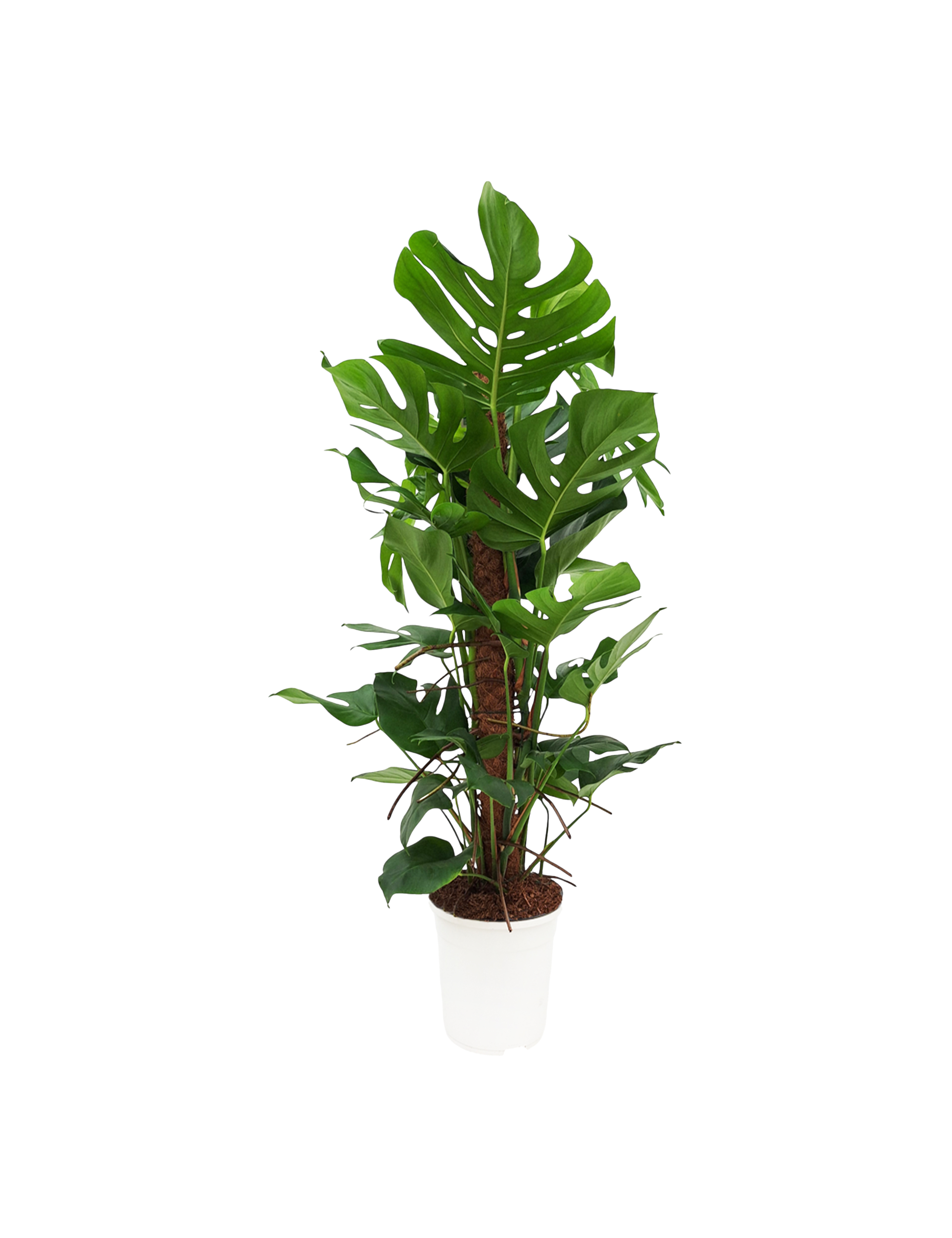 Fingerfilodendron p mosstok, Monstera pertusum, 24 cm potte