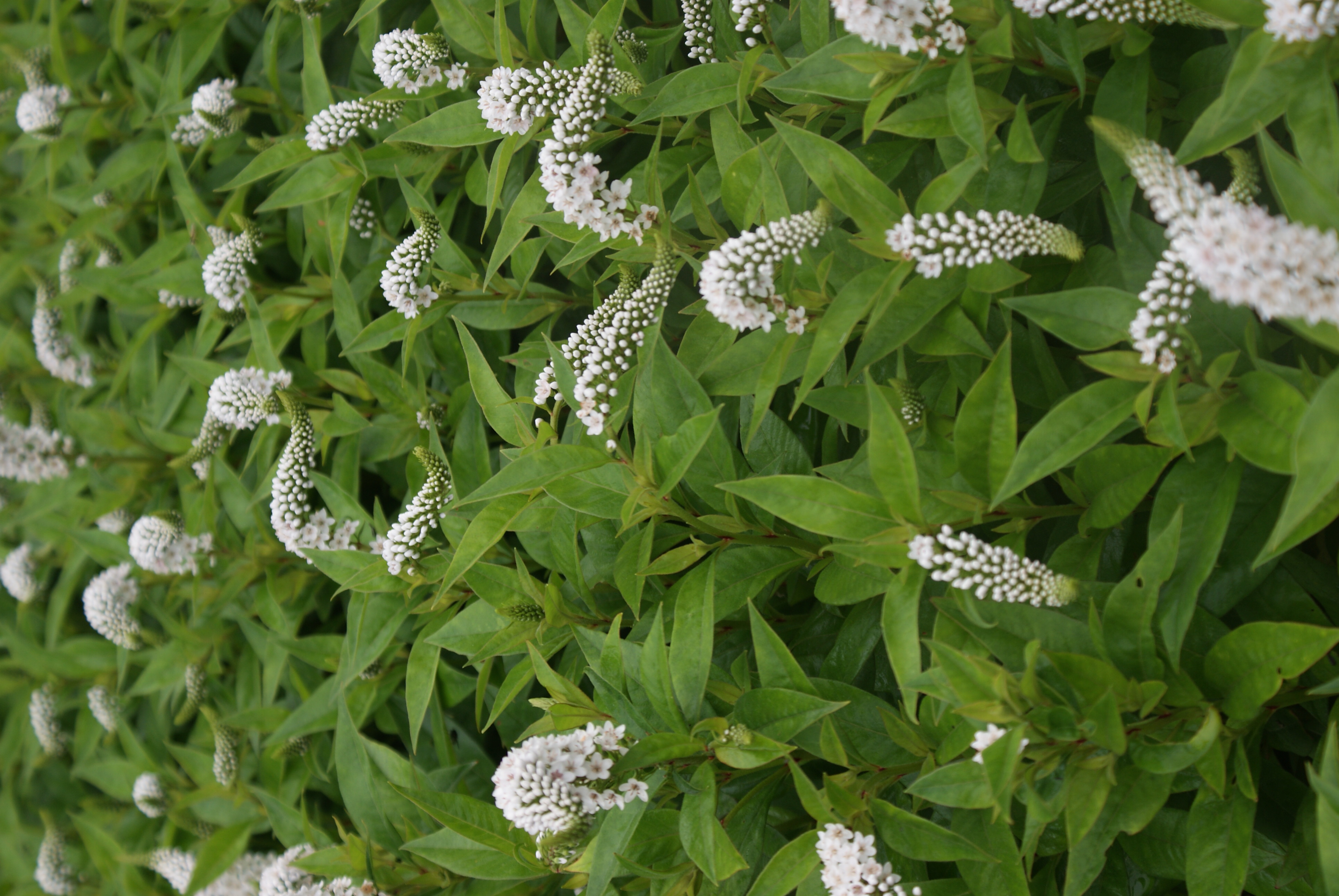 Fredløs Lysimachia clethroides 1 liter potte | Plantorama