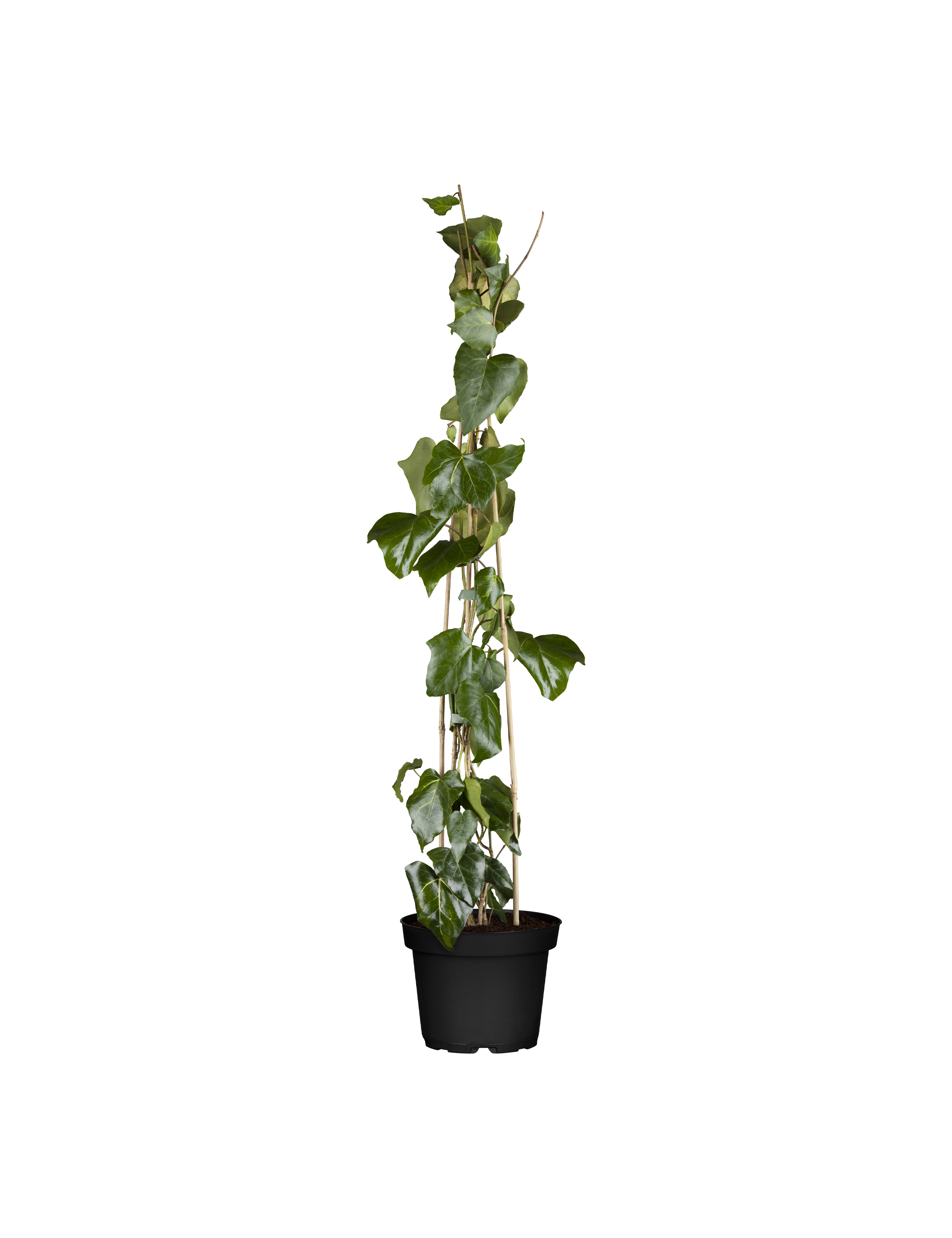 Efeu, Hedera colchica 'Sulphur Heart', 2 liter potte 75 cm | Plantorama