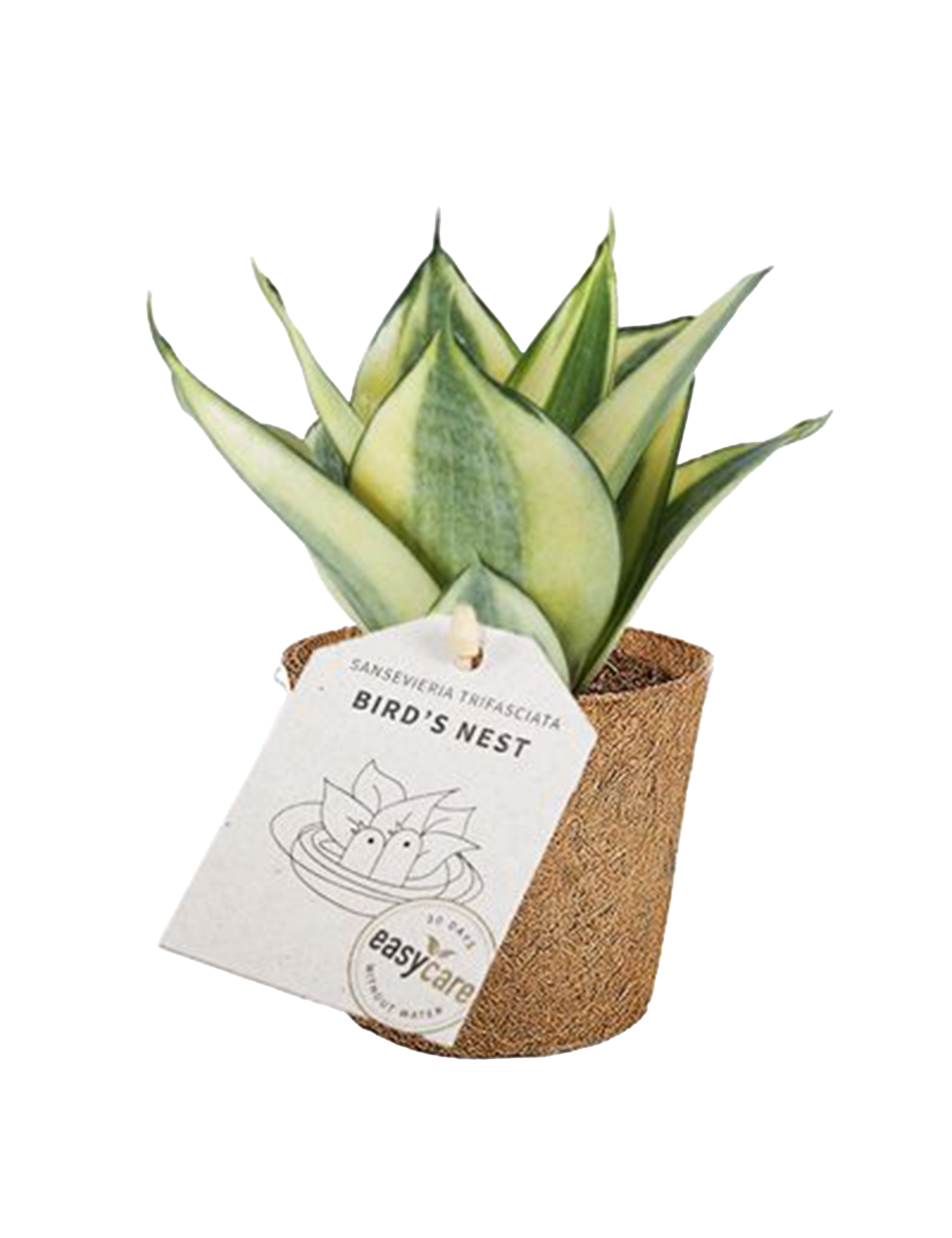 Bajonetplante Cocoz®, Sansevieria Trifasciata Jade Pagode, Ø6 cm potte ...