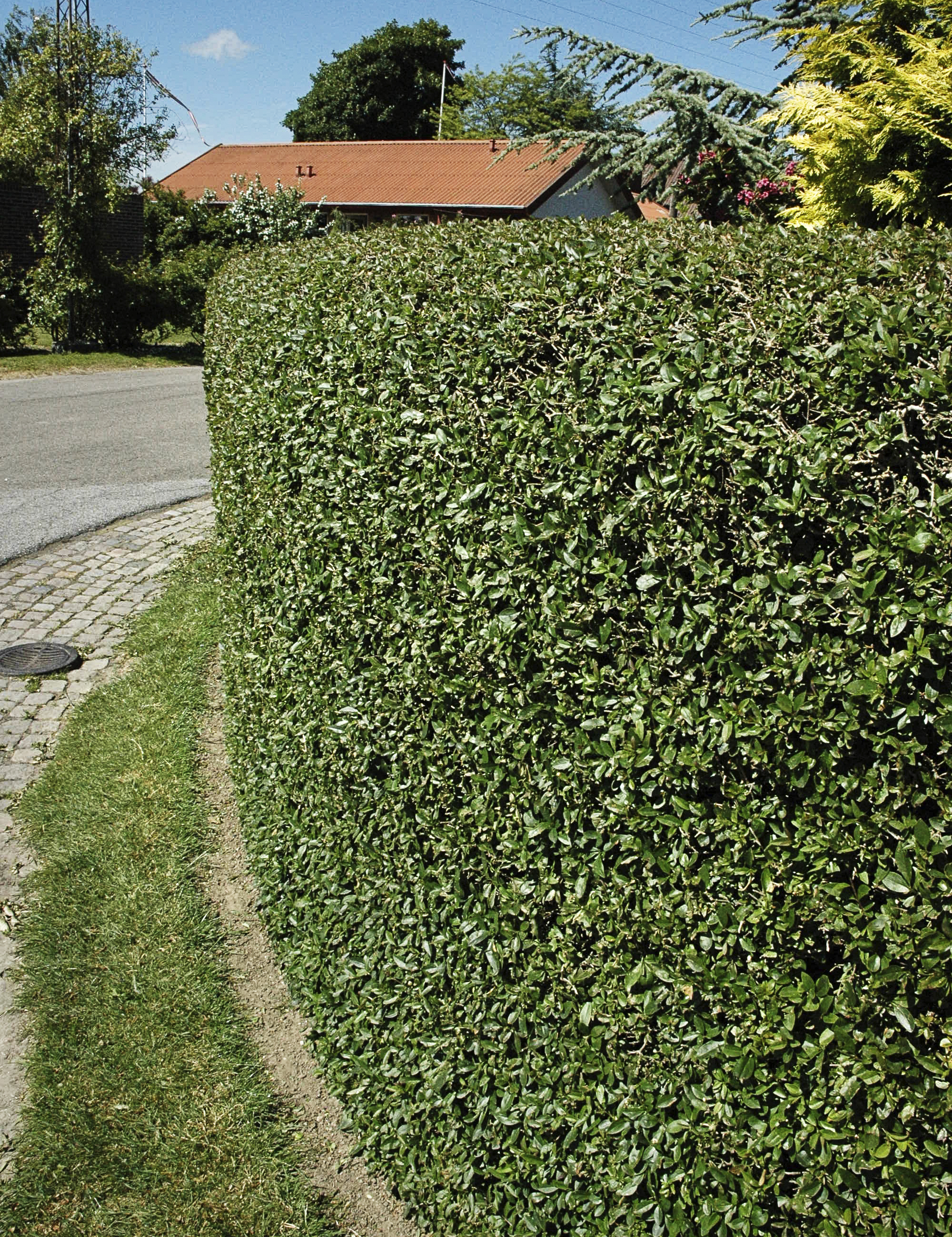 Liguster Ligustrum vulgaris 'Liga' H100-120 cm 10 | Plantorama