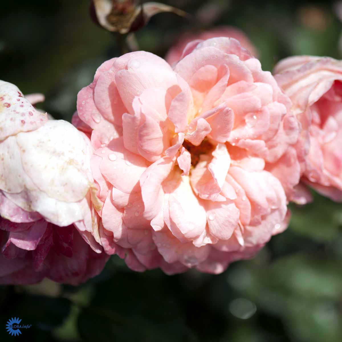 Renaissance rose Rosa 'Sissel™' 4 liter potte | Plantorama