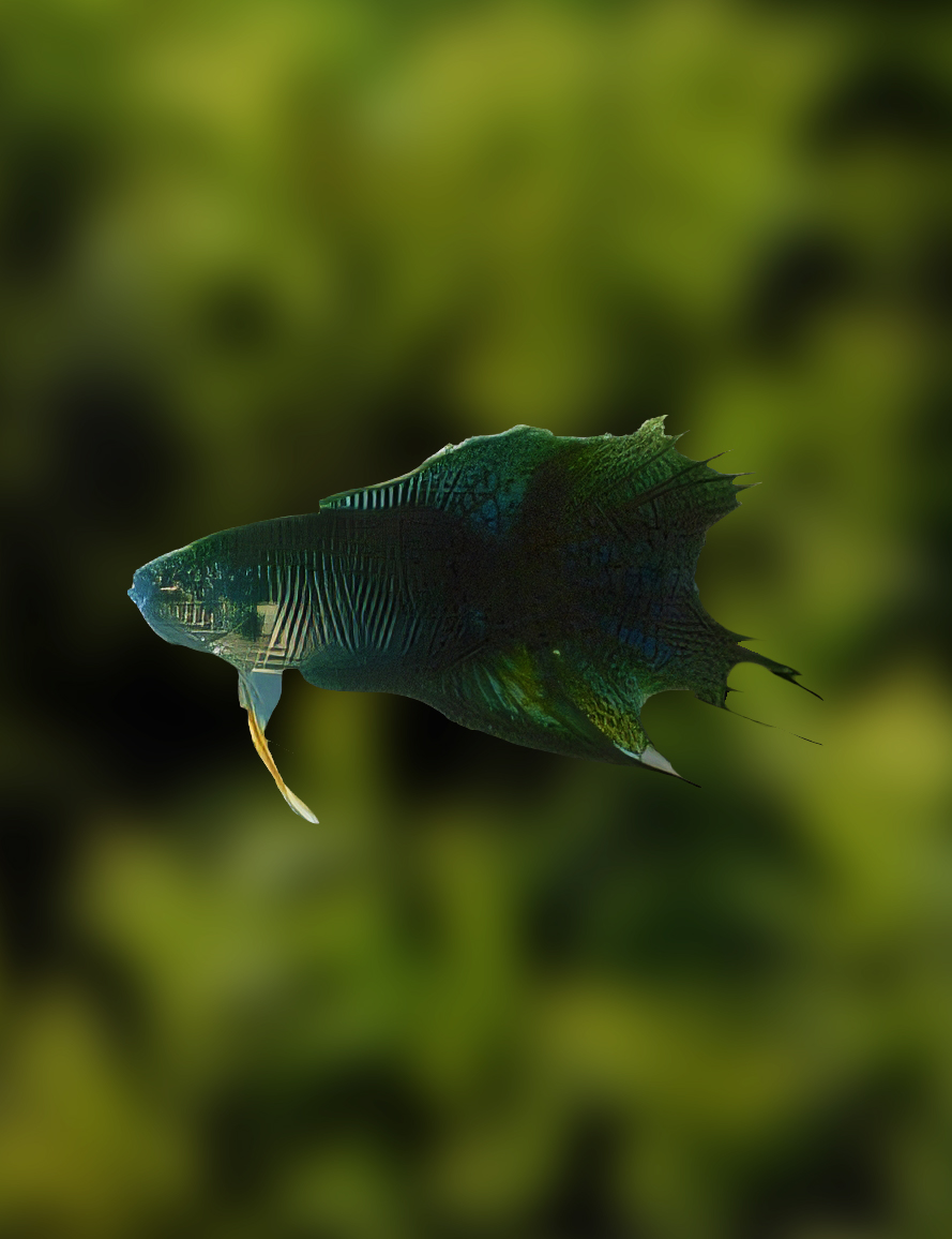 Sort Paradise Fisk | Plantorama