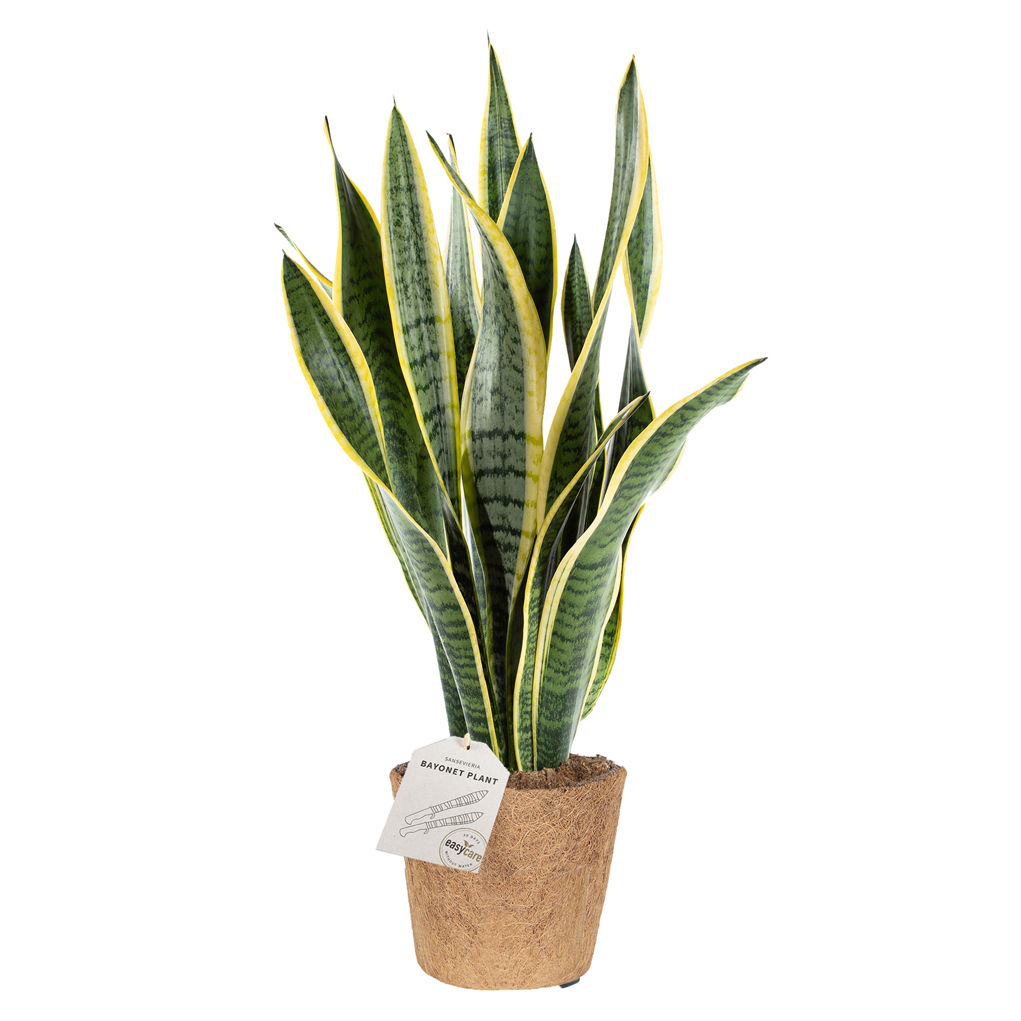 Bajonetplante Cocoz®, Sansevieria Trifasciata H65 cm, Ø17 cm potte ...