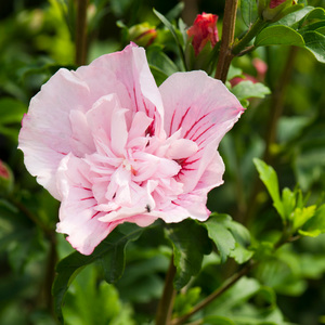Rhododendron, Rhododendron viscosum 'Juniduft', 5 liter potte, 40-50 cm |  Plantorama