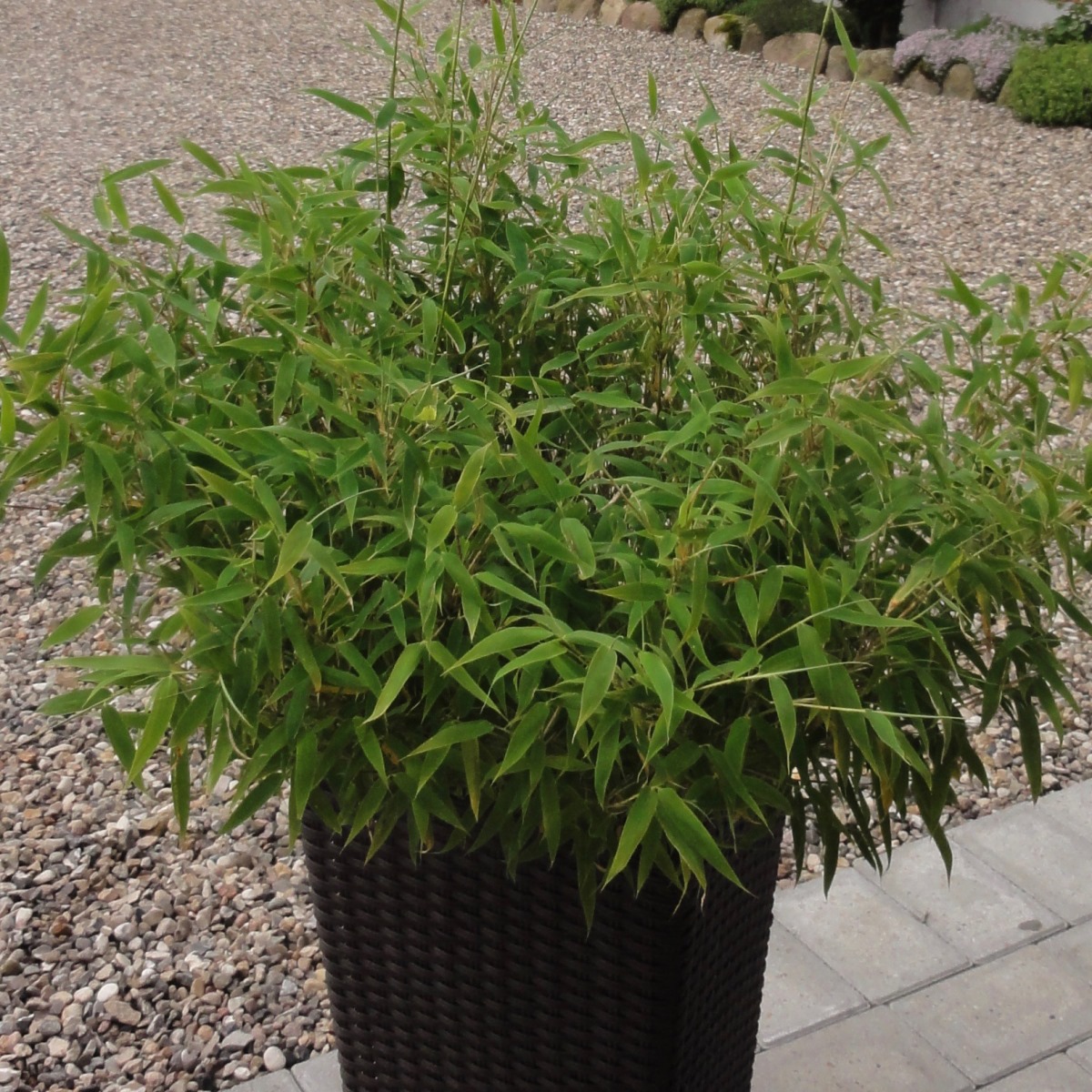 acrurensis cactus Euphorbia acrurensis – Desert Candle Cactus