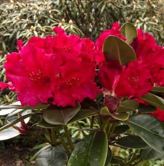 Rhododendron, Rhododendron hybrid 'Will. Tromba', 5 liter potte | Plantorama