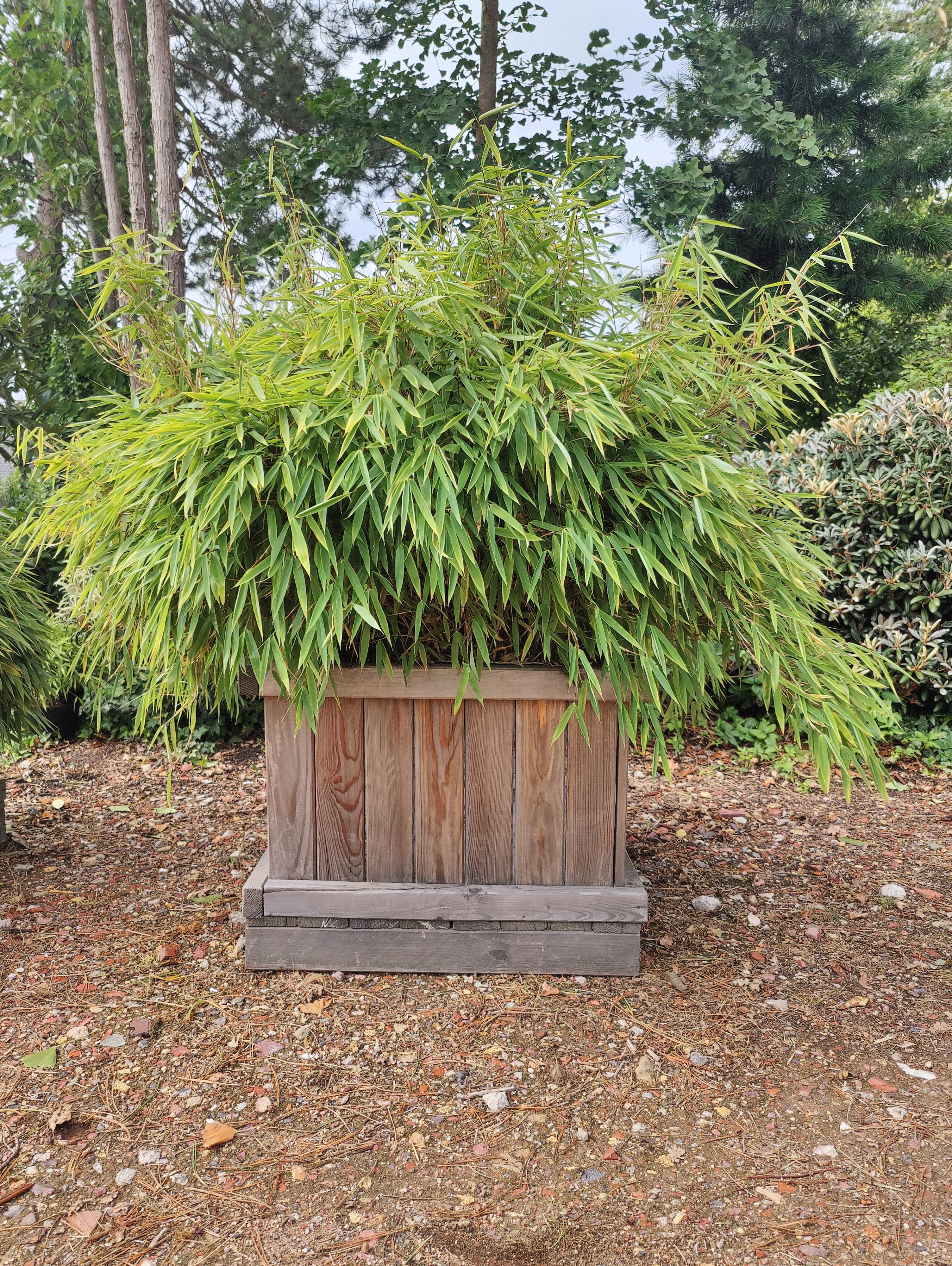 Gul bambus Fargesia murieliae 'Elias' 2 liter potte | Plantorama