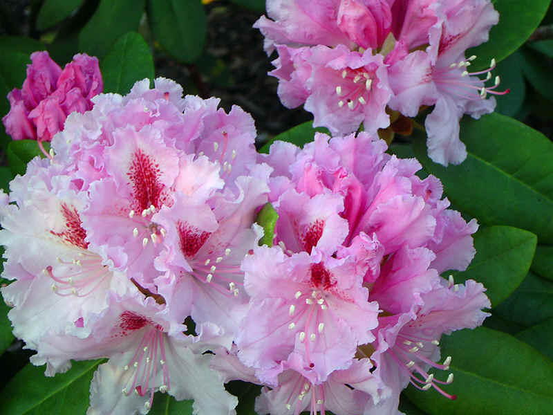 Dvrg rhododendron Rhododendron hybrid 'Robert Seleger' H30-40 cm 5 liter  potte | Plantorama