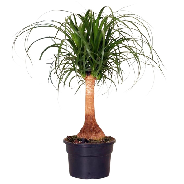 Elefantfod Beaucarnea recurvata 19 cm potte